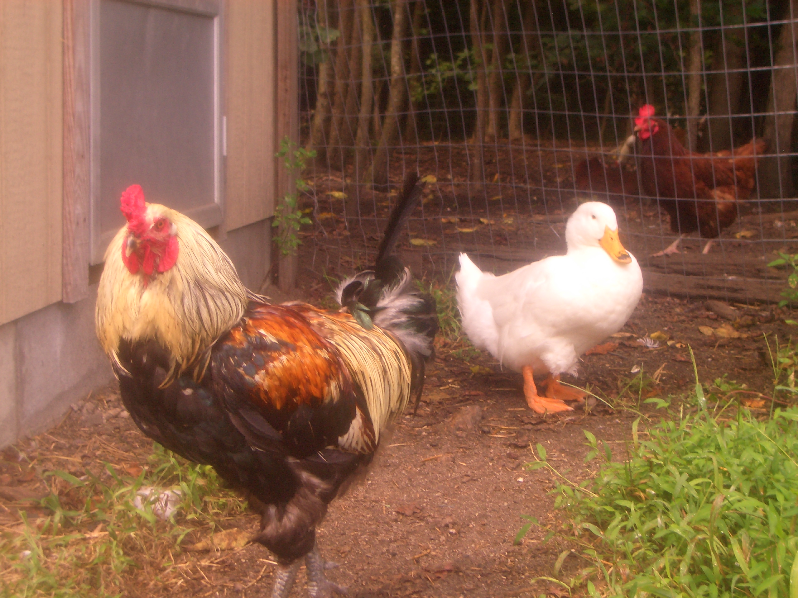 Wild Thing & Daff out side of the coop. She has him duck pecked.