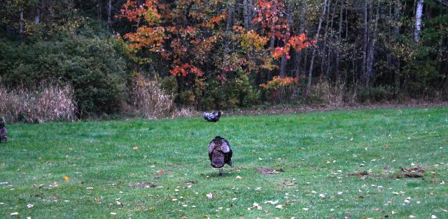 Wild Turkey hen ranging