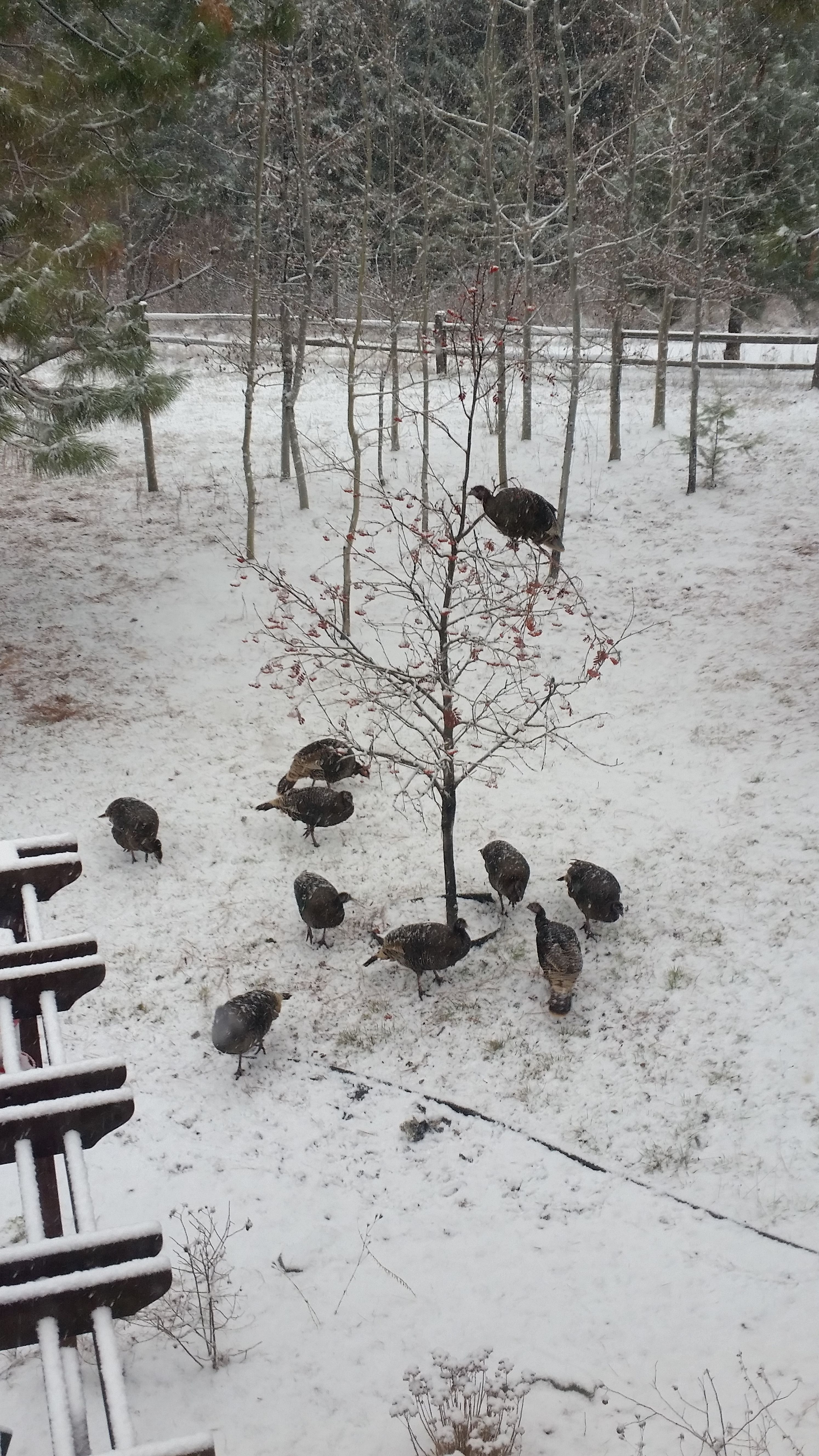 Wild turkey's in my yard.  The one in the tree is picking berries and dropping them down to the ones on the ground.