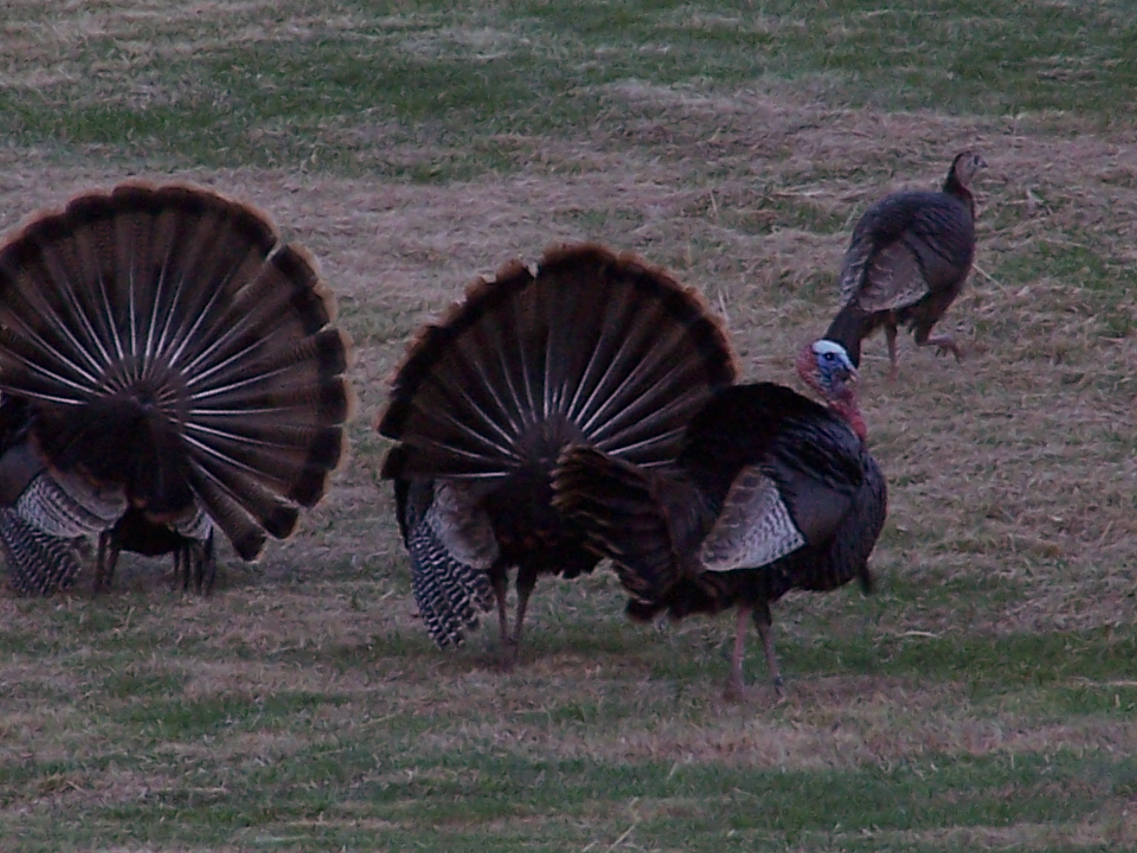 Wild Turkeys in our backyard