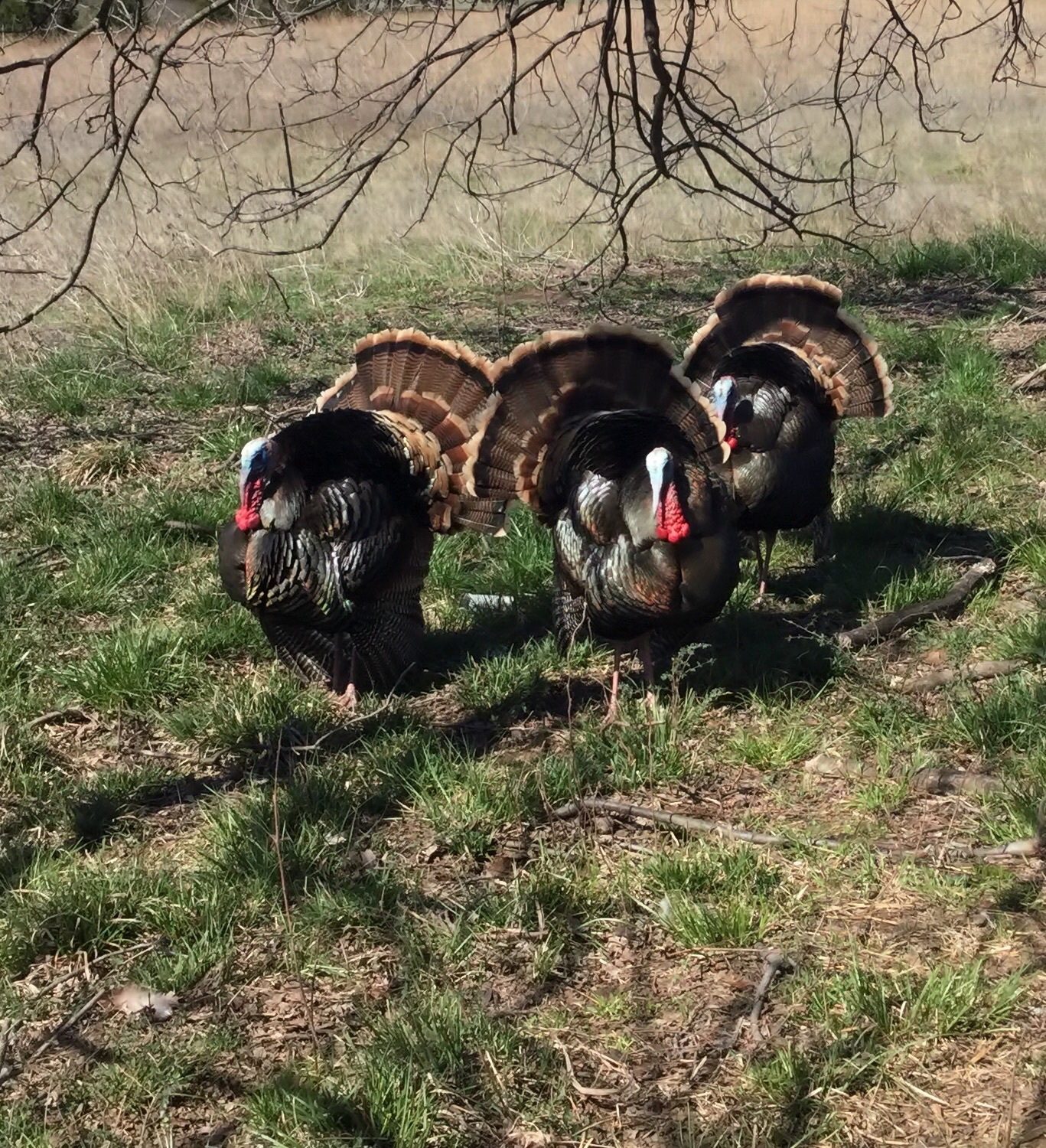 Wild turkeys interested in my red bourbon bronze hens!  This photo is not zoomed, we actually got this close. They come through the yard quite often.