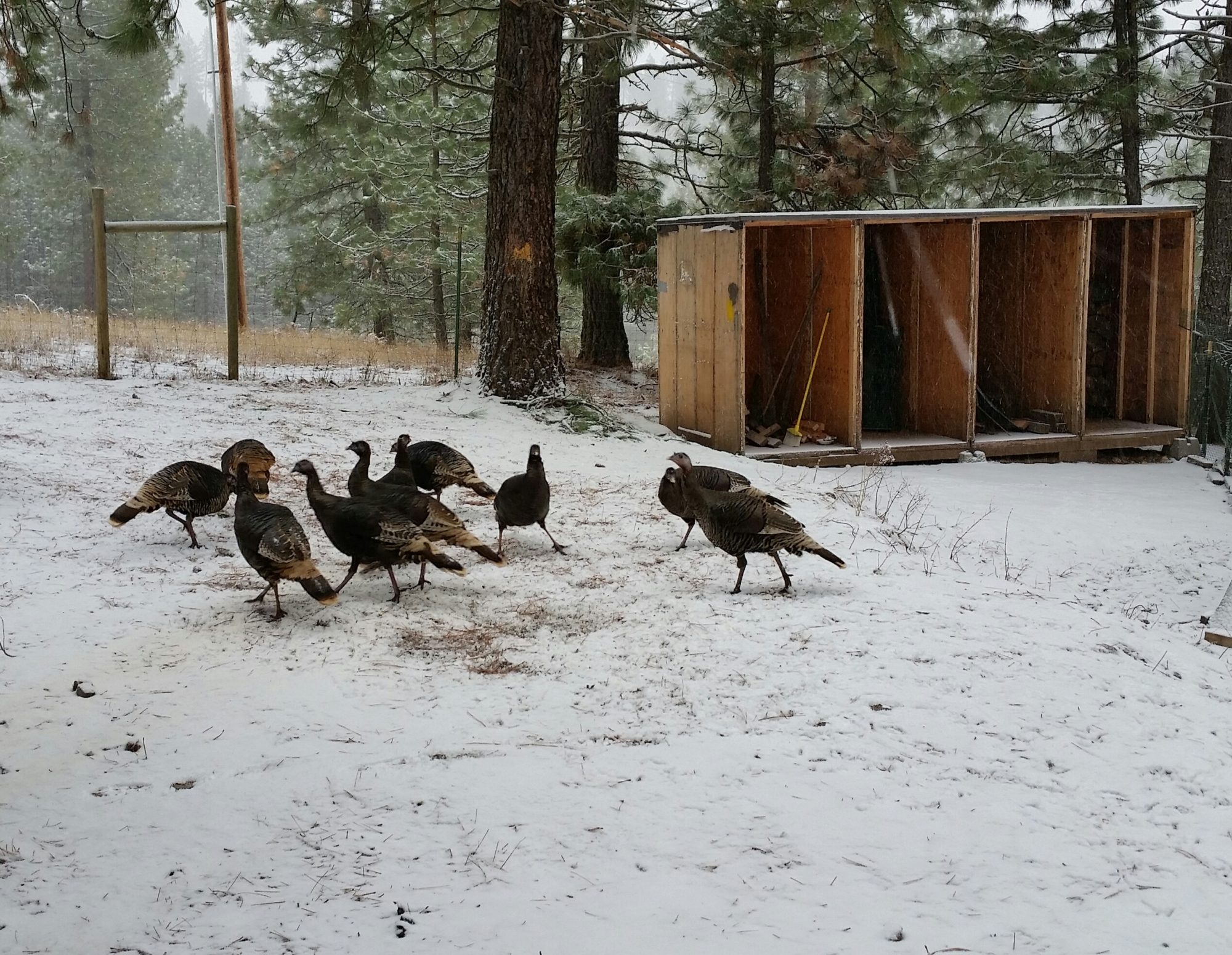 Wild turkey's think they live here.  News flash, if you have to fly OVER a 7 foot fence to get in.....YOU DON"T LIVE HERE!  LOL

My husband took these moving crates and turned them into a big shed.  It's not finished yet, but it does have an asphalt roof to get it through the winter.  I'll staple plastic to the front soon.