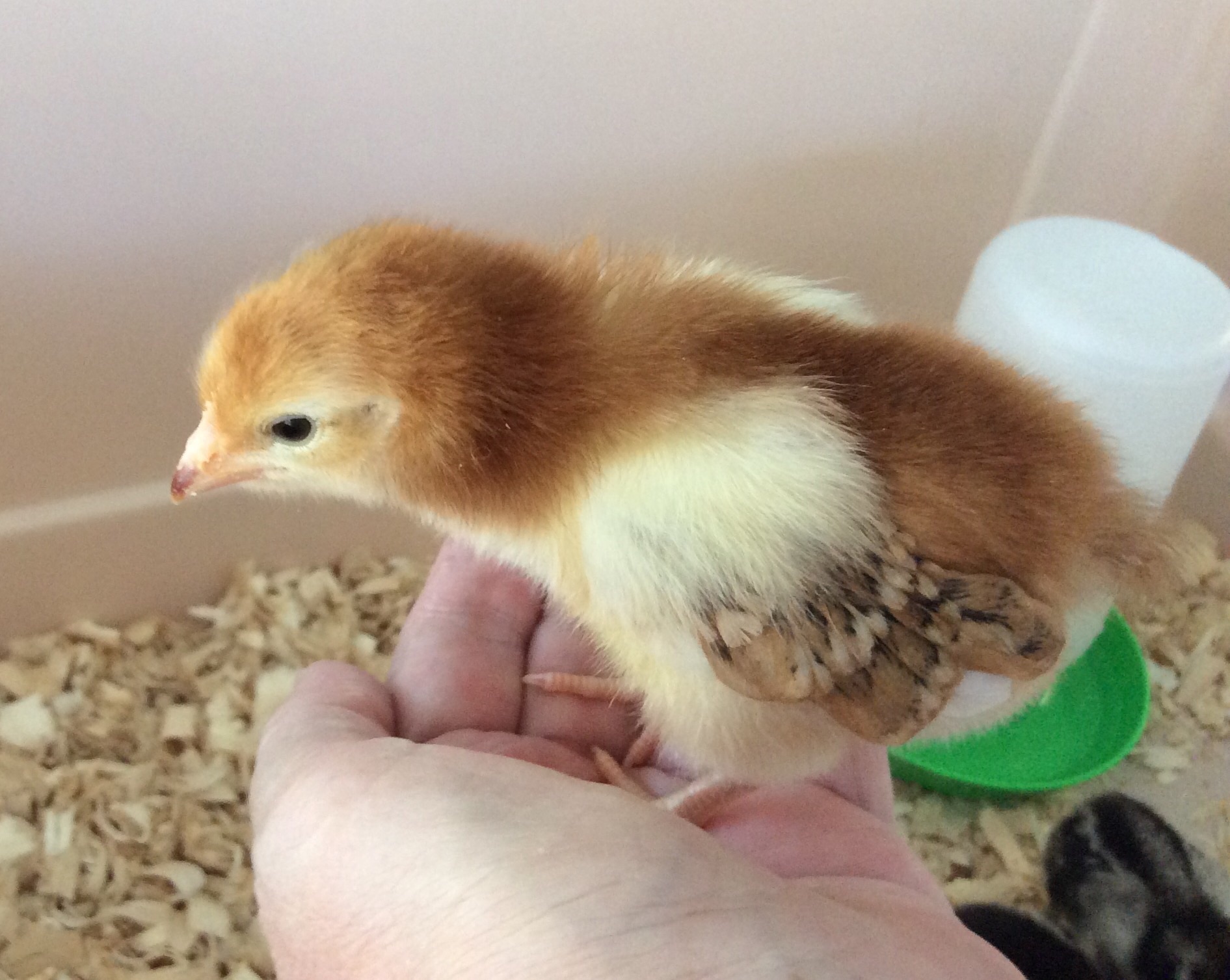 Will be Lucy if it's a hen....Dinner if not.
