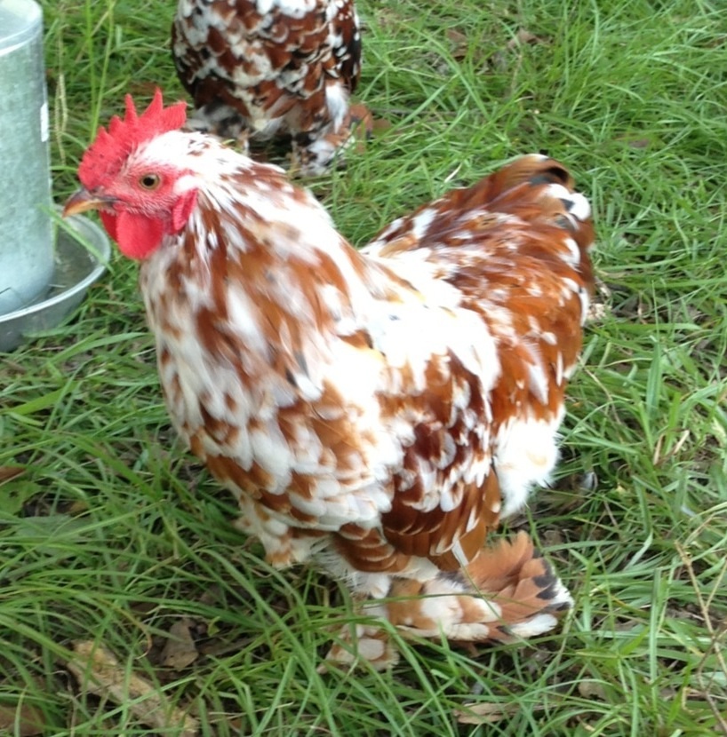 "Will" Calico Cochin Bantam