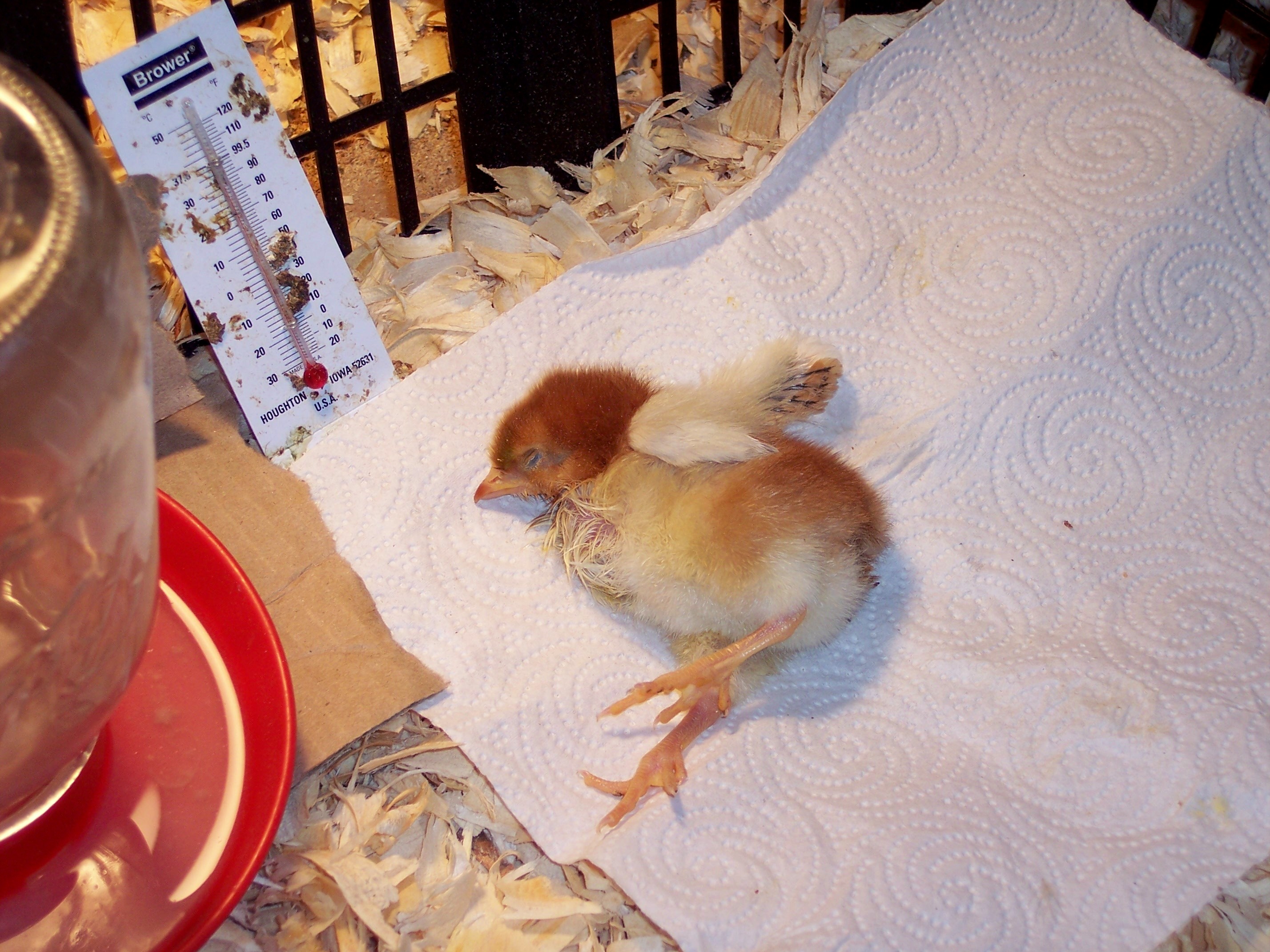 willie 3 days after he arrived. when we 1st got him he seemed healthy and dashed around with the pullets. he declined quickly. he eats & drinks, but i have to hold the food for him. he can't do anything but lie like this. he isn't in pain...no peeping or flinching. just still legs that won't support his weight .