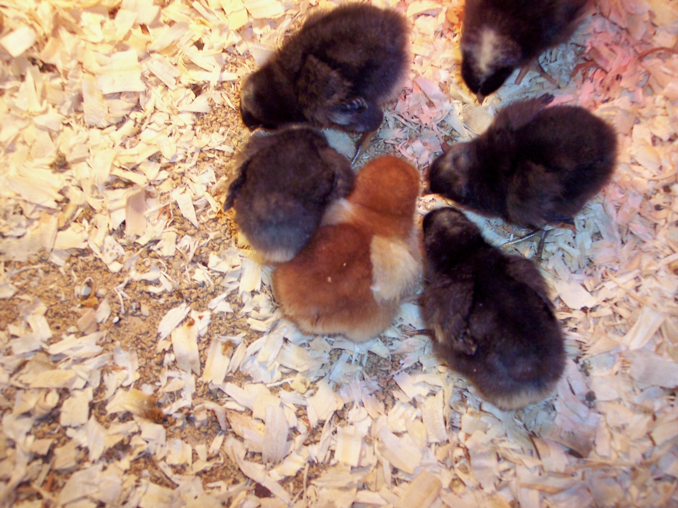 Willie (in the center) the day after he arrived. healthy and surrounded by chicks.