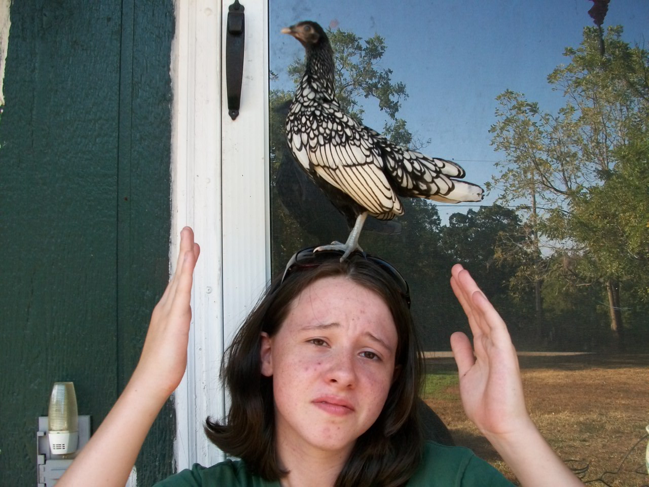 Willie the hen sitting on top of my daughter's head.  Willie asks, "What do you mean THIS isn't normal???"