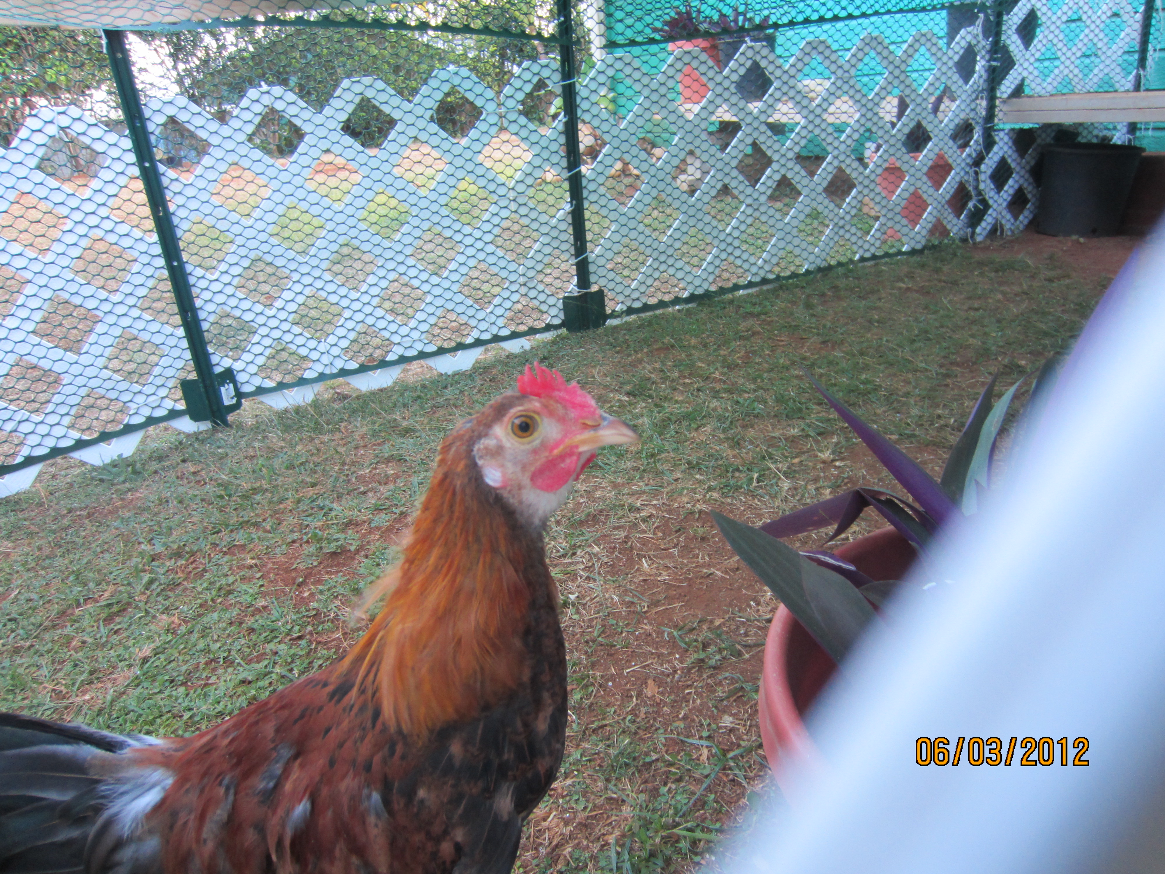 Willis out in his free range area.  There is now no top on this area but so far he stays in this area and can go into and out of his coop through his little door.