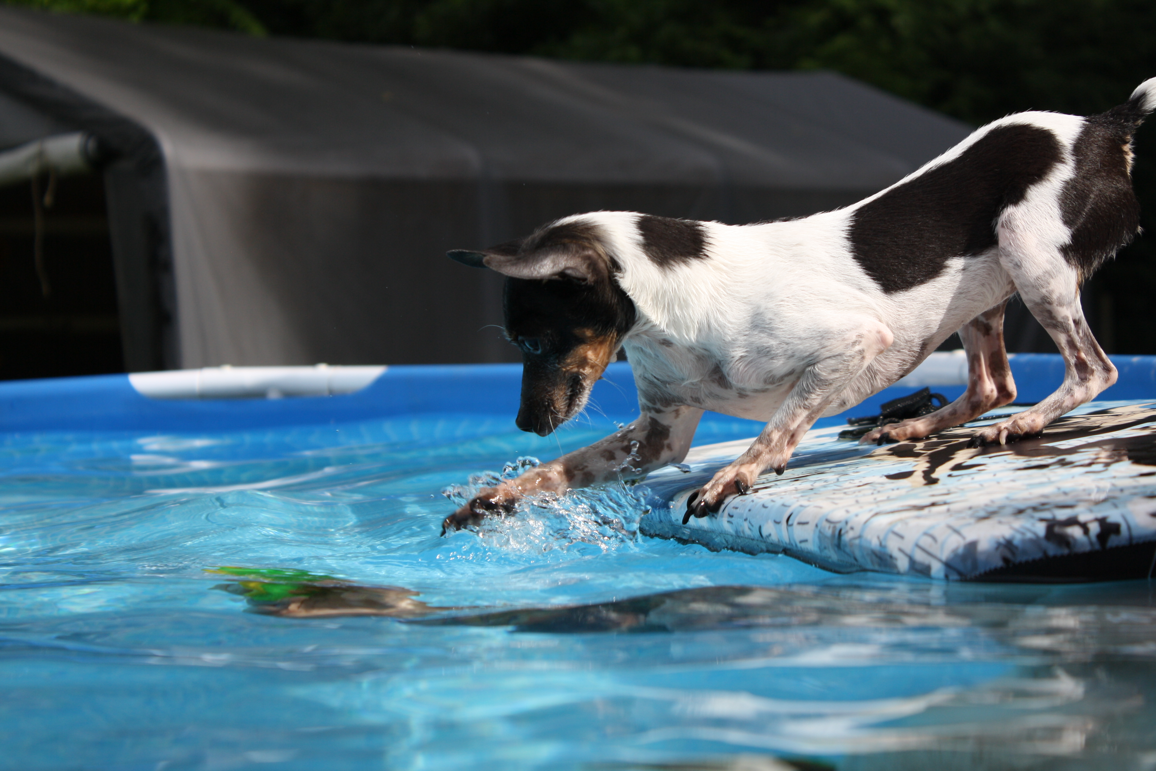 Willow in the pool