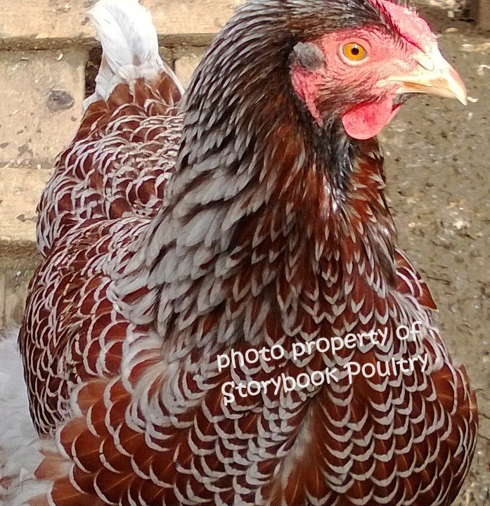 Willow, one of my favorite hens. She's in Wyatt's flock.