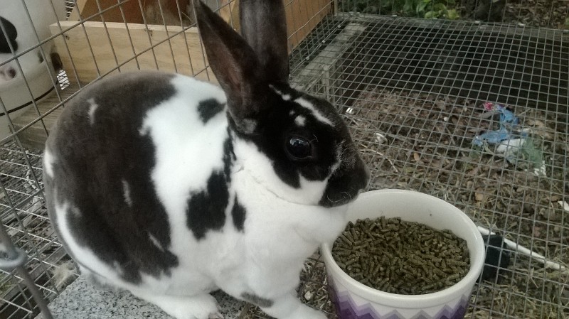Willow
