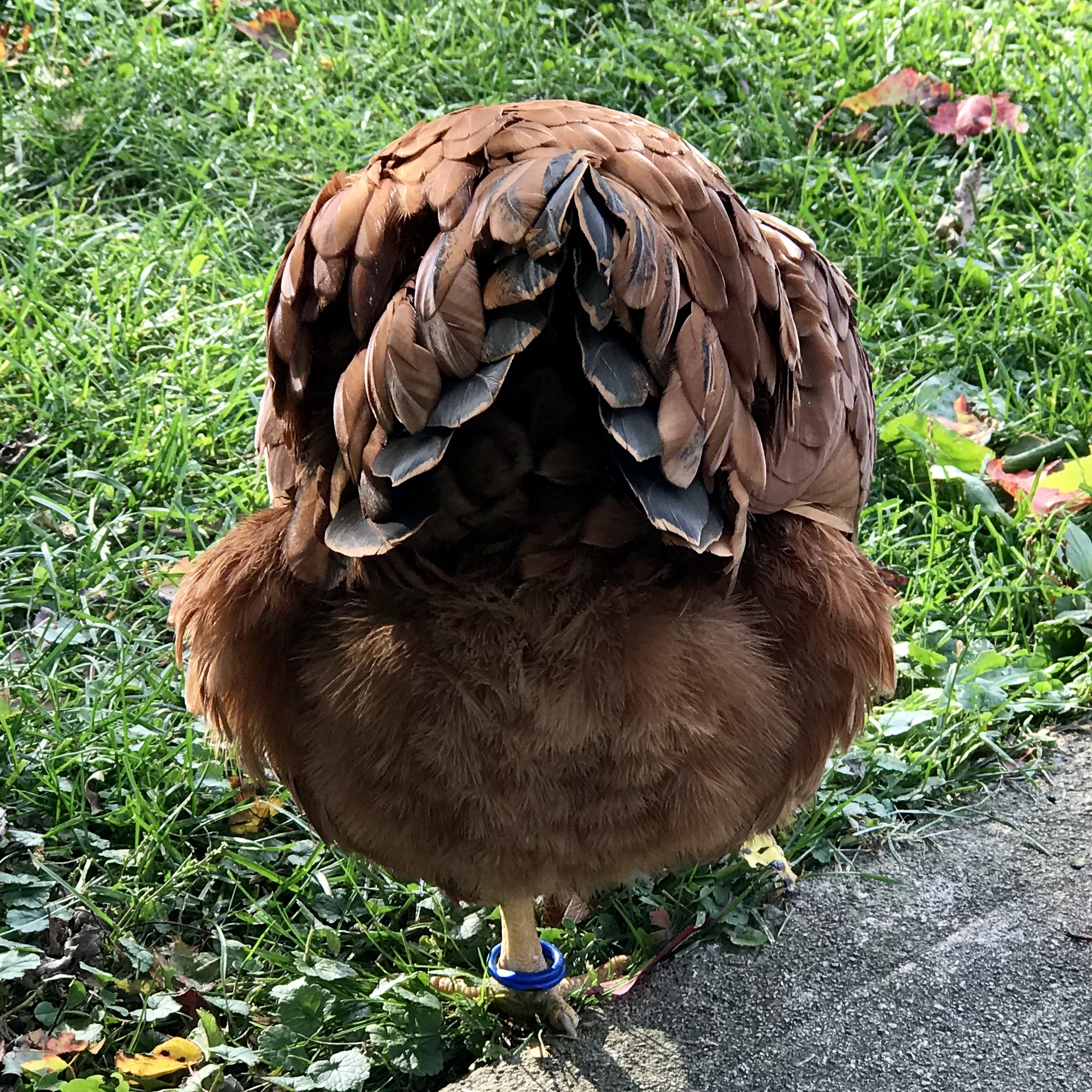 Willow's fluffy butt