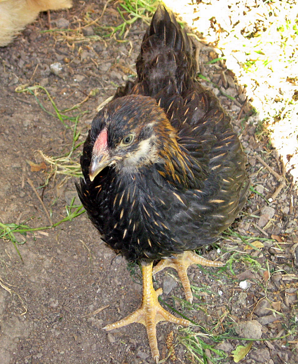 Wilma Rooster