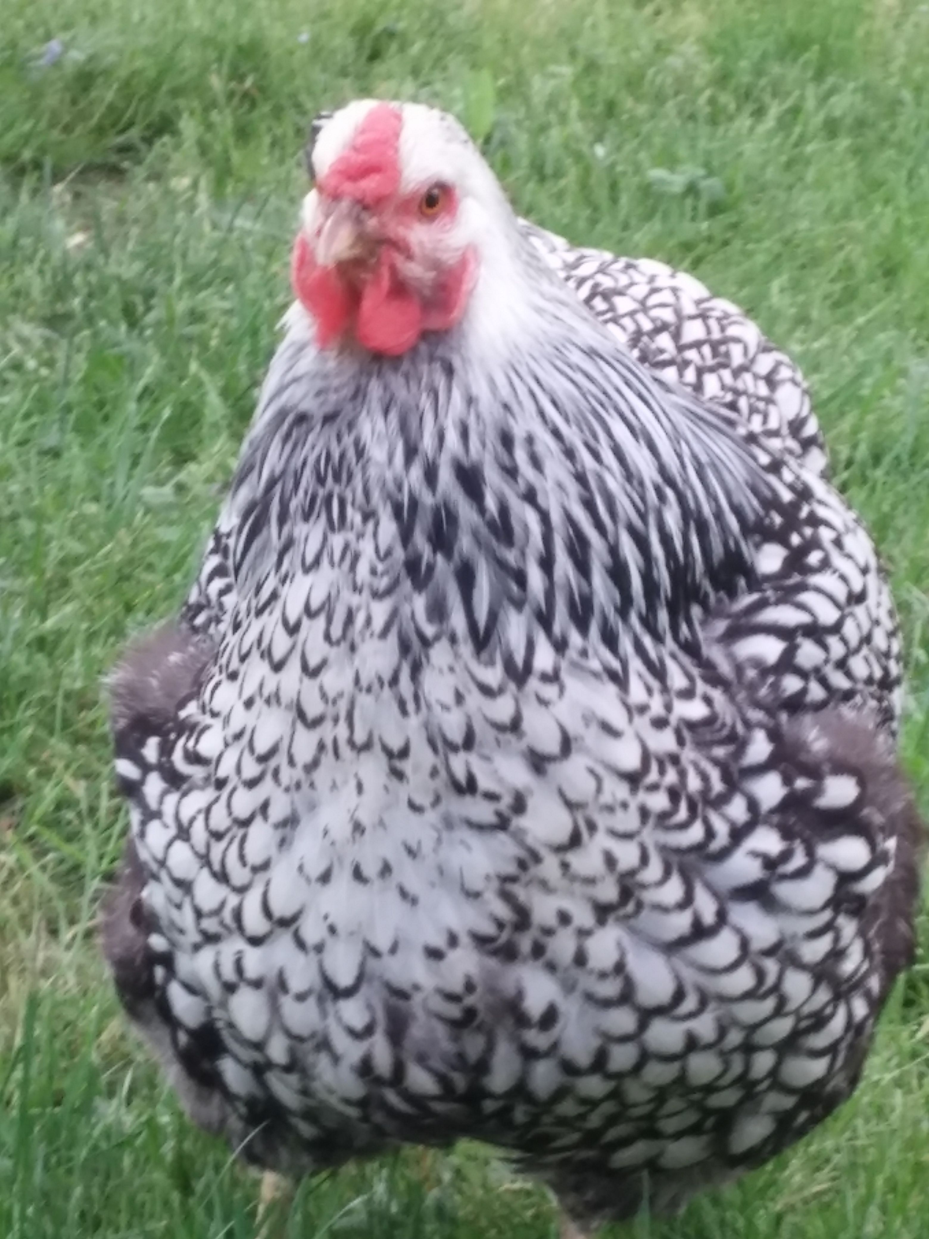 Wilma, She is a nice fat hen.  Camera adds 10lbs. LOL!

 They  only get treats like bread veggies and scratch  - tiny bits every few days...just a goooood forager!