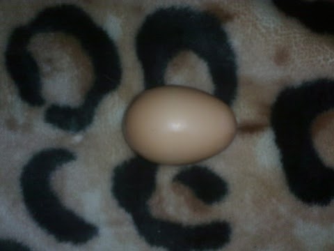 Wilma's 1st egg