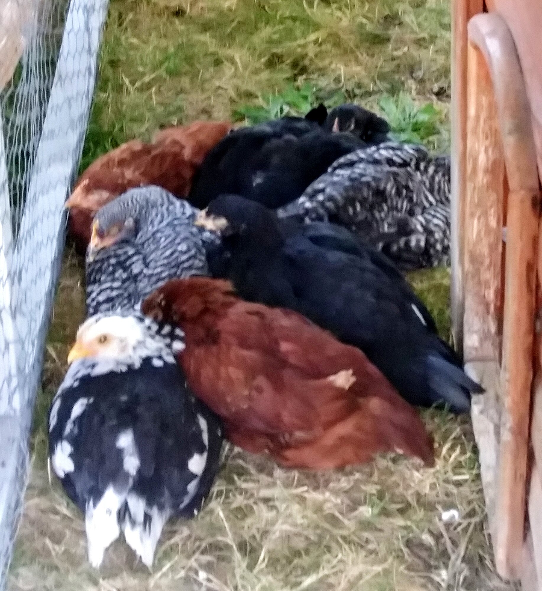 Windy day shade committee