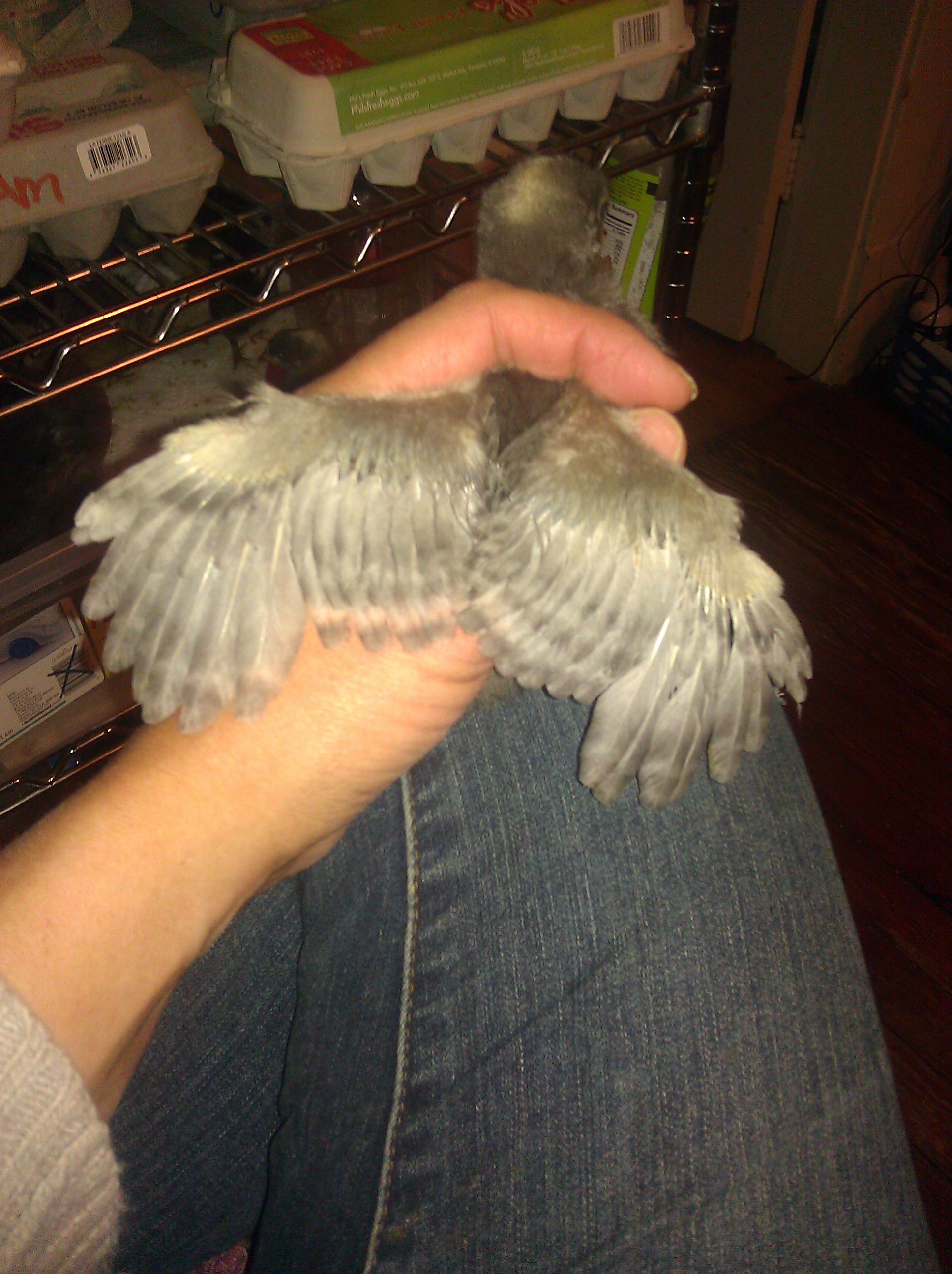 Wing barring on a 3rd generation chick