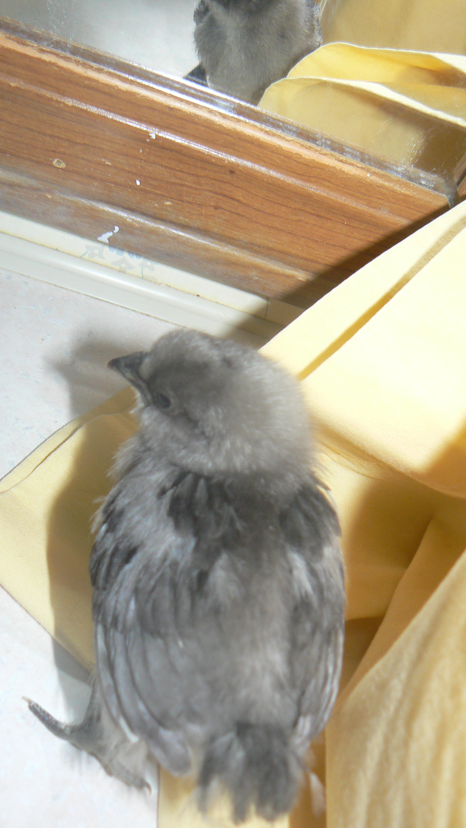 wing feather coming in.