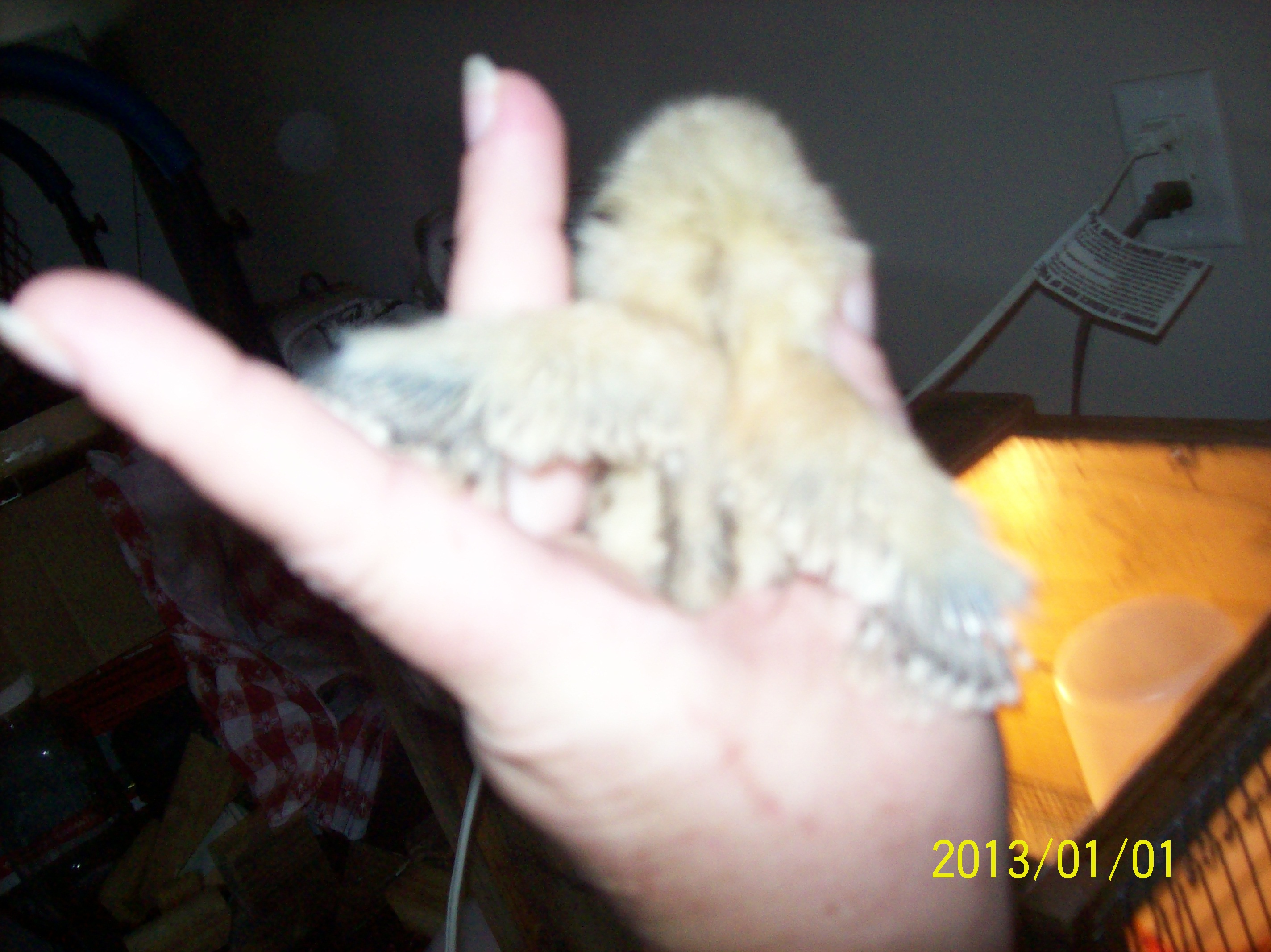 wing feathers developing after  4 days
