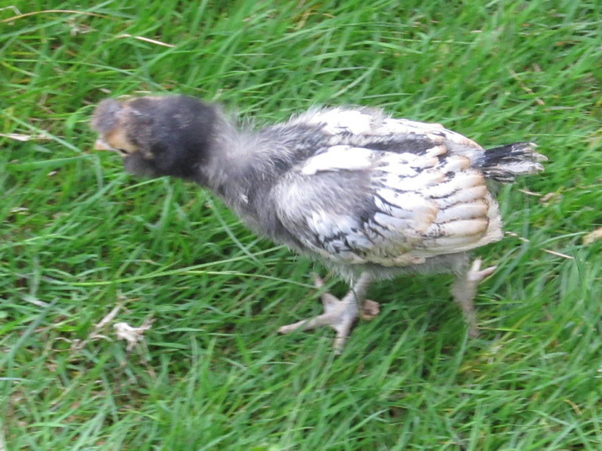 Wing feathers in...at four weeks.
