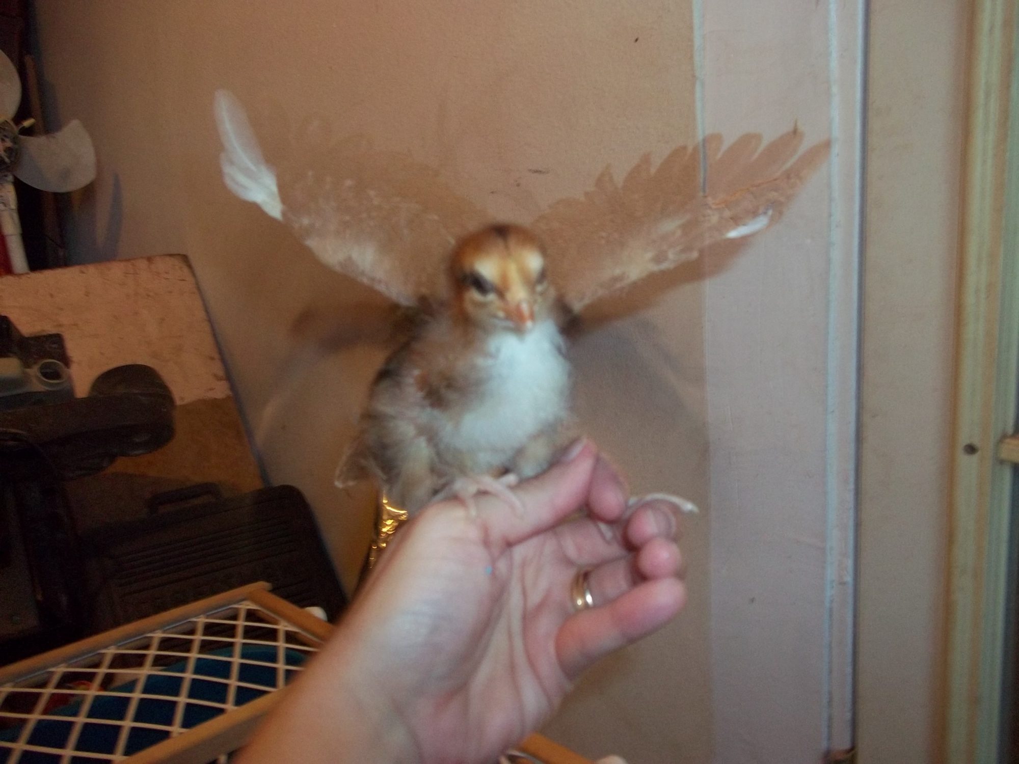 Wing flapping.