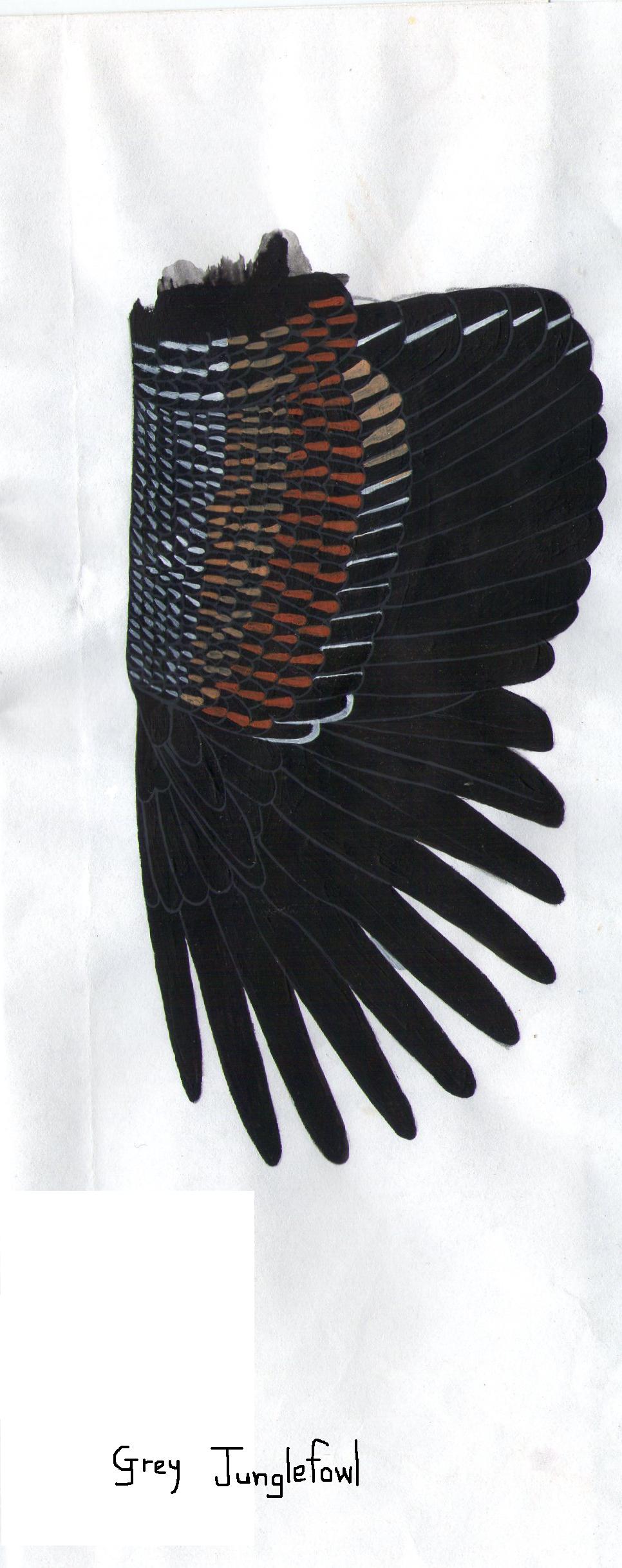 Wing of grey jungle fowl