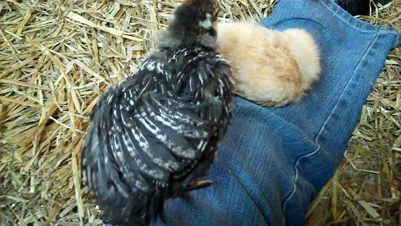 Wing of two week old Silver Wyandotte chick.