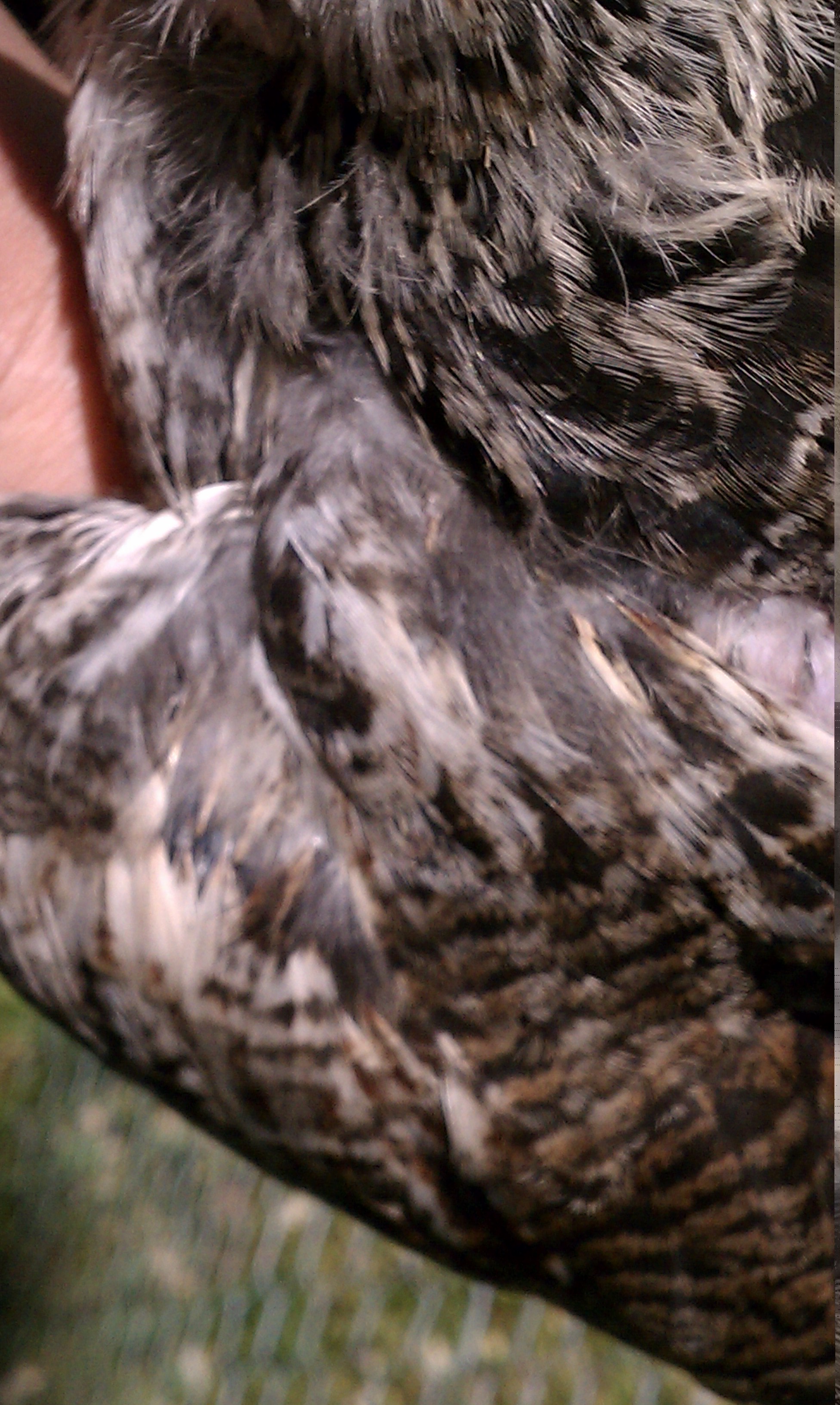 wing/shoulder.jpg