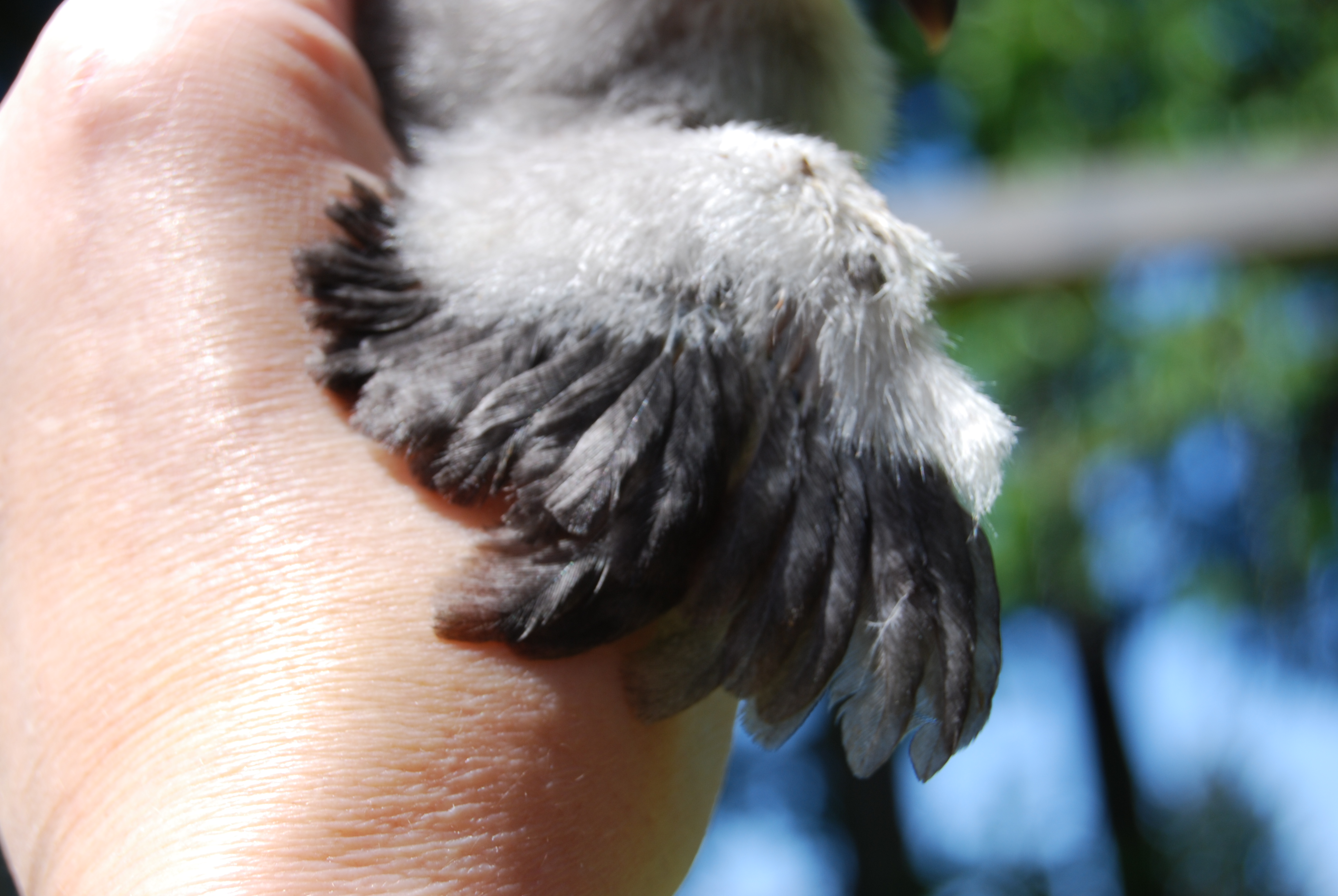 Wings at 9 days....silky genes, but not going to feather out that way.