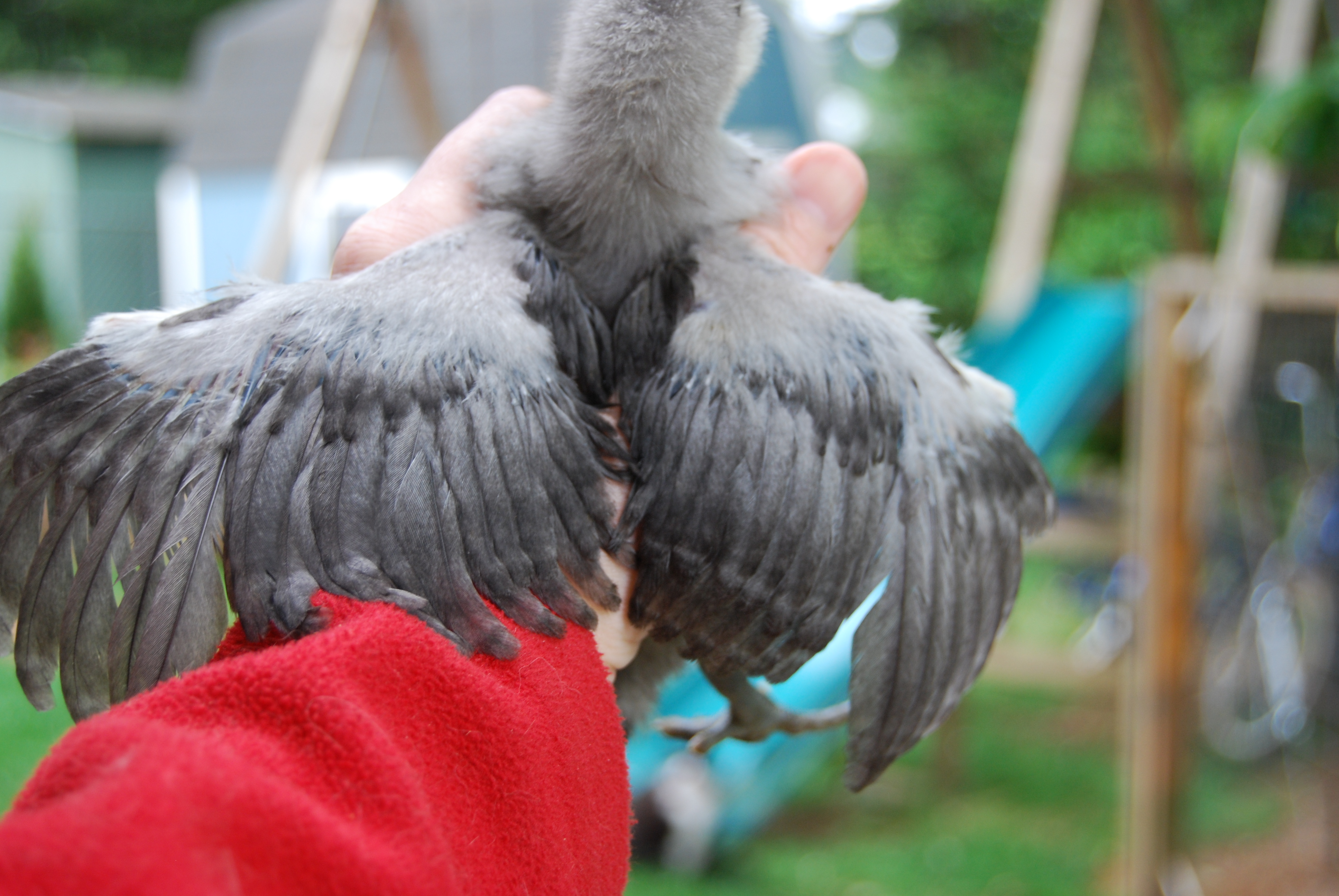 wings spread...Twilight May 20th