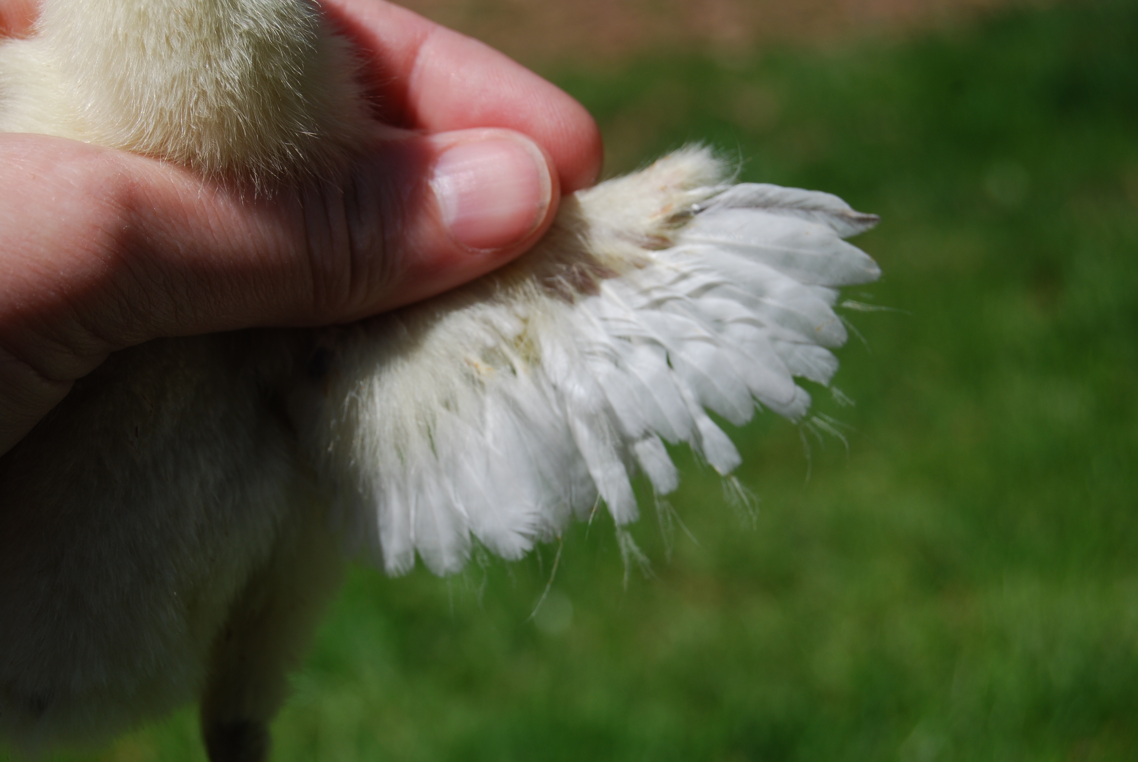 Wings.