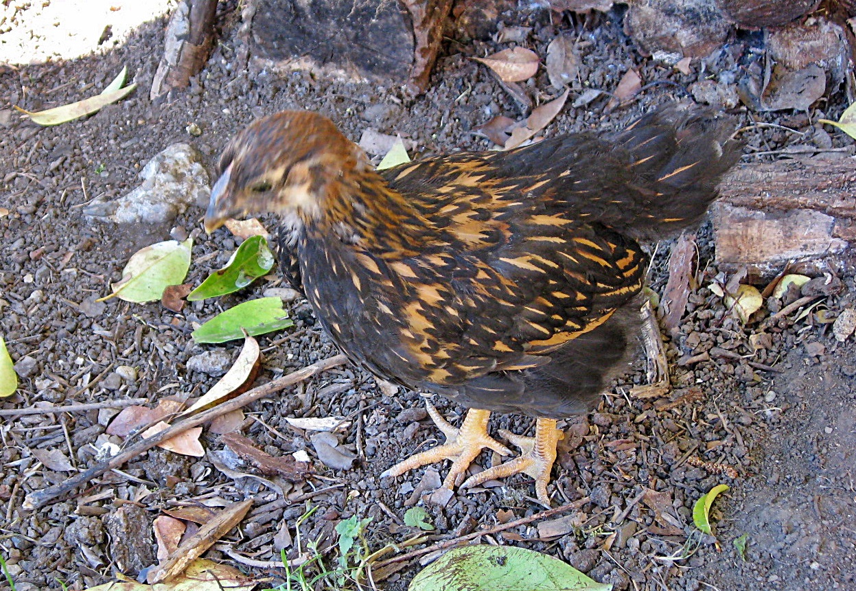 Winifred