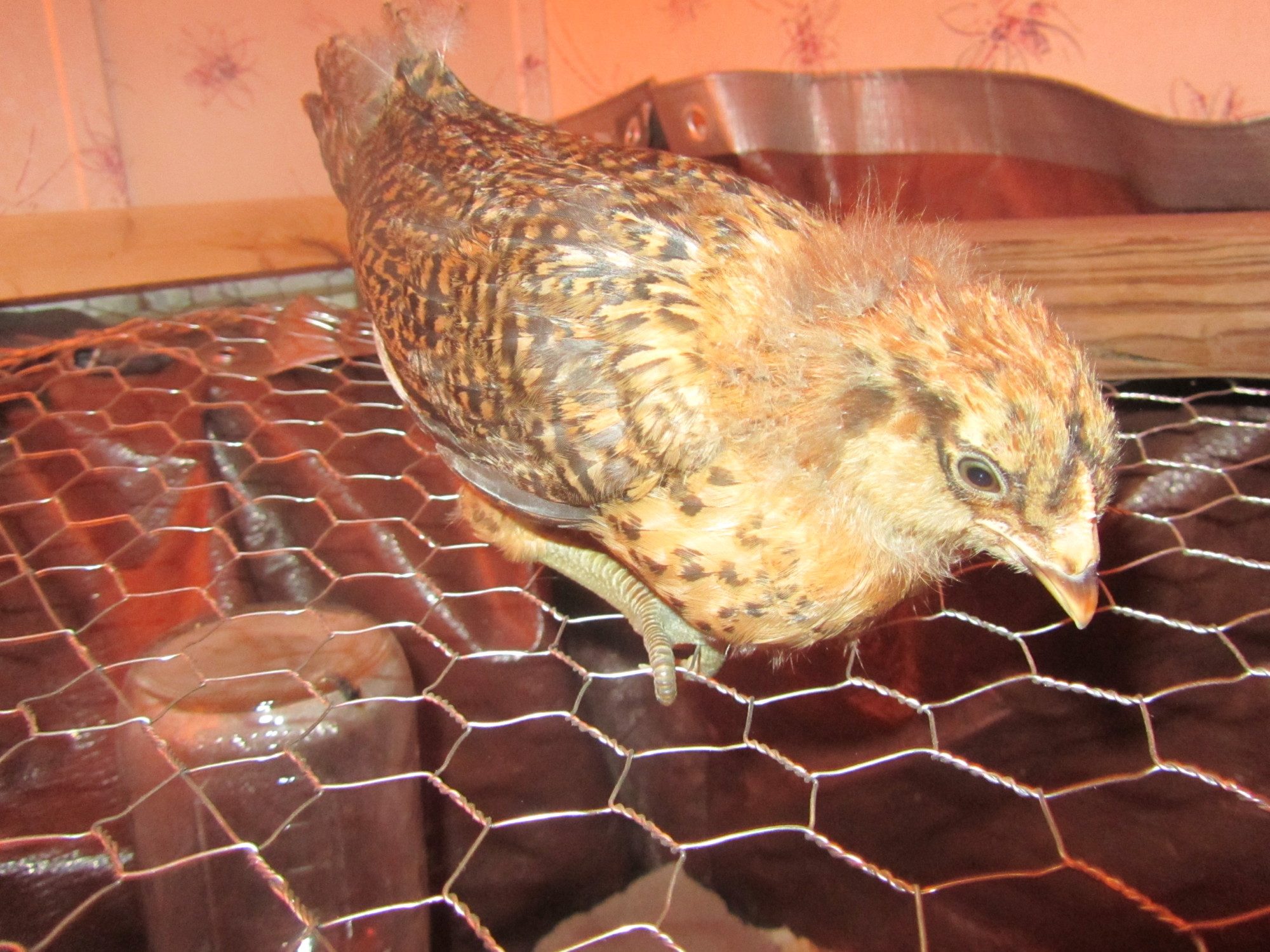 Winner winner - Easter Egger - 3 week old comb