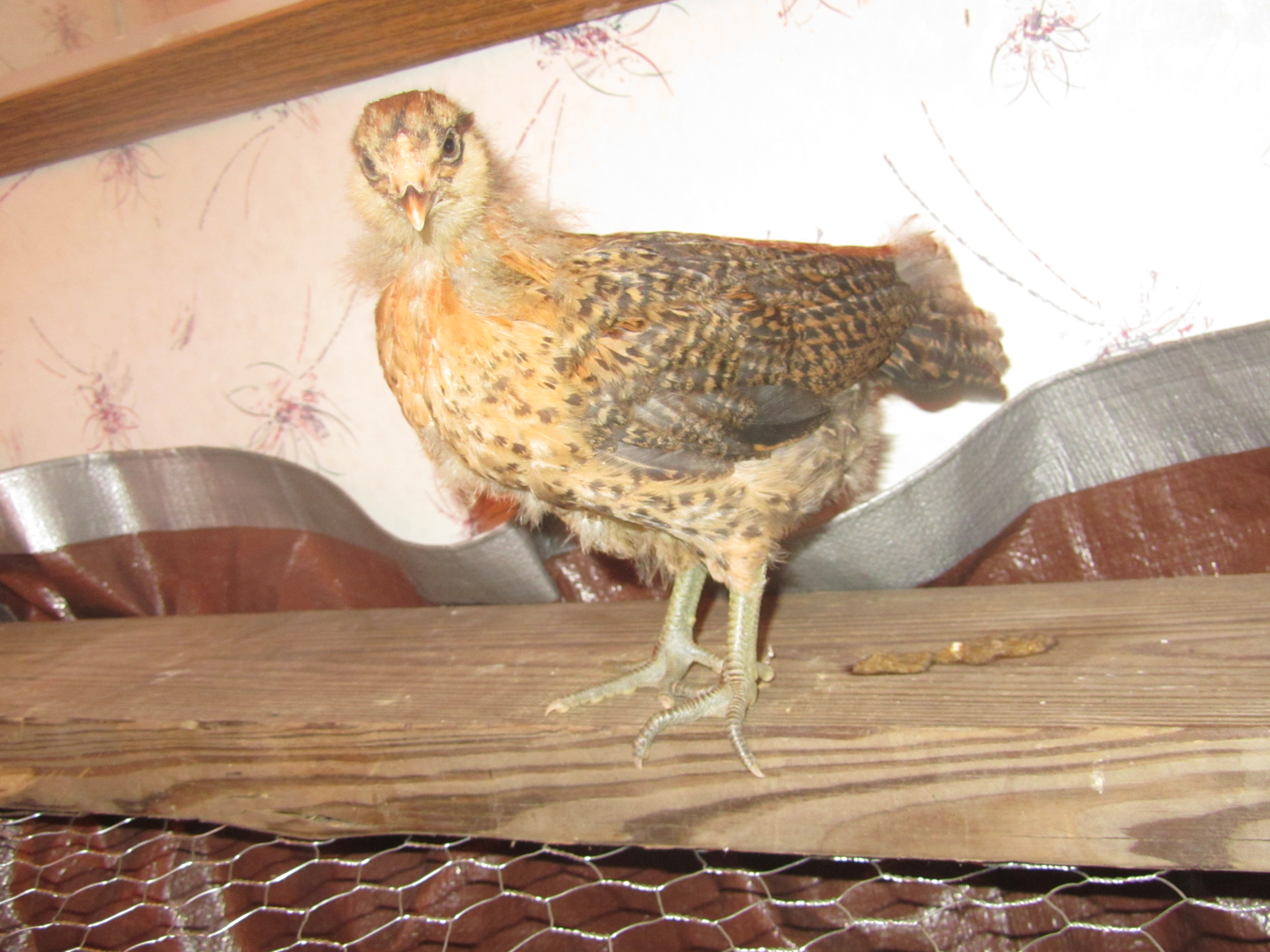 Winner winner - Easter Egger - 3 week old comb