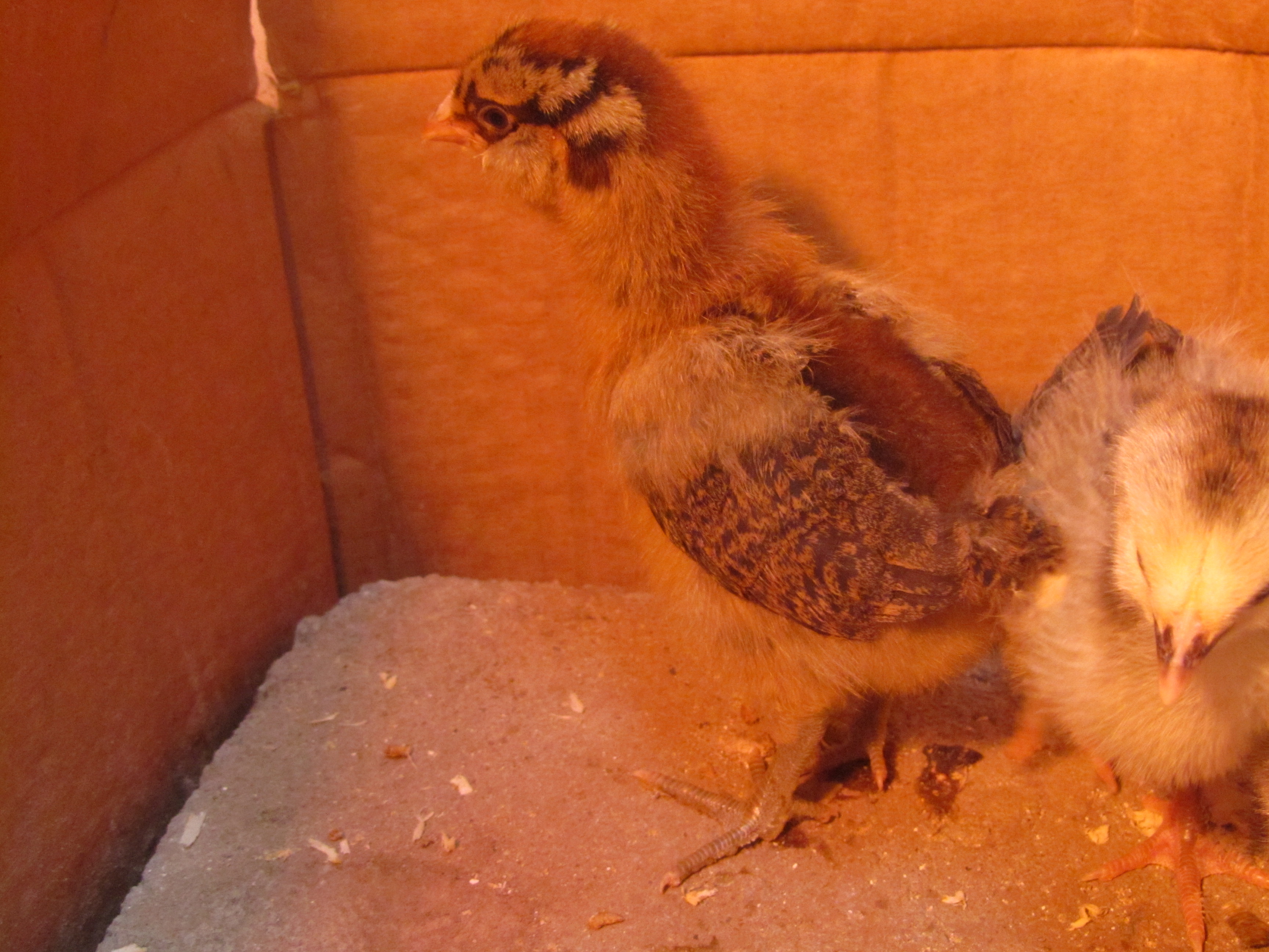 Winner winner - One week old EE