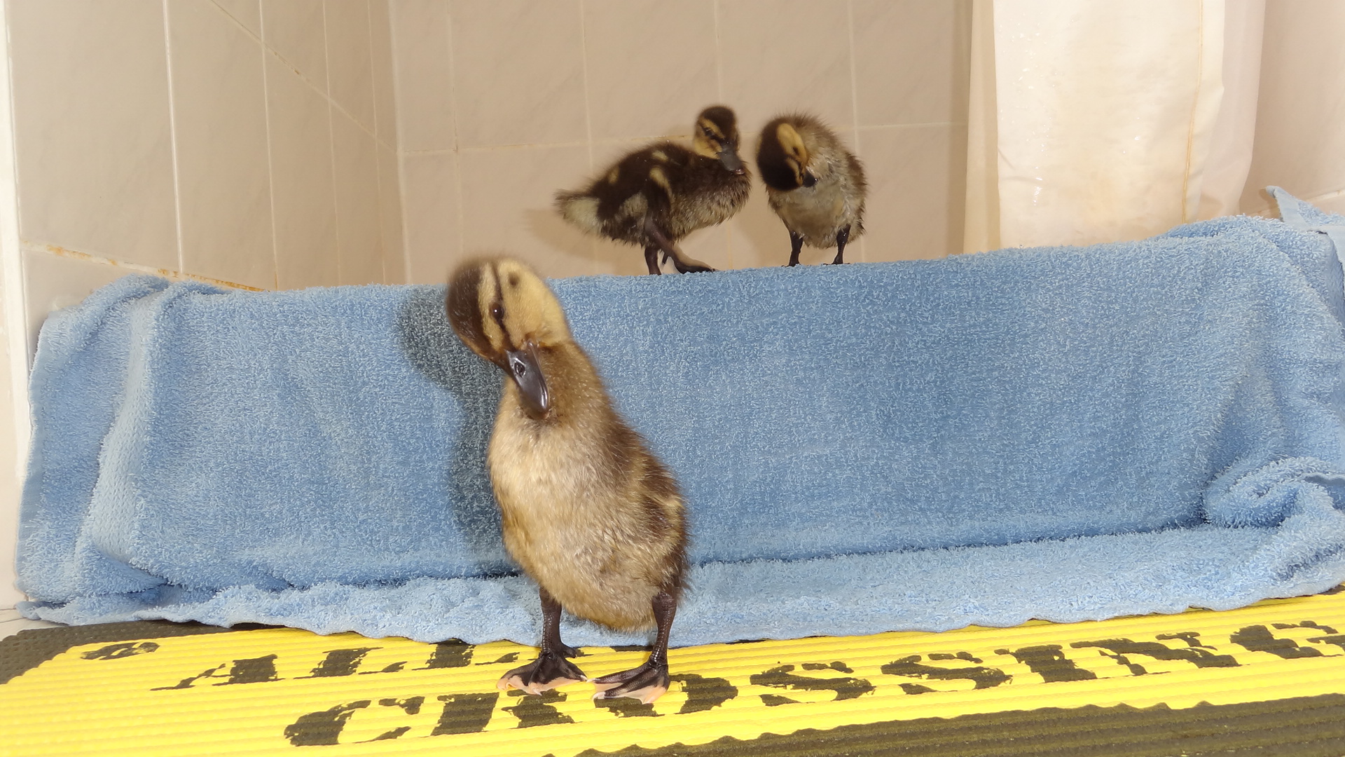 Winnie and Zorro babies
