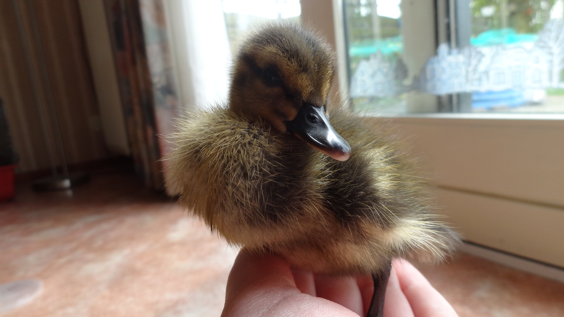 Winnie few days old. May 2016