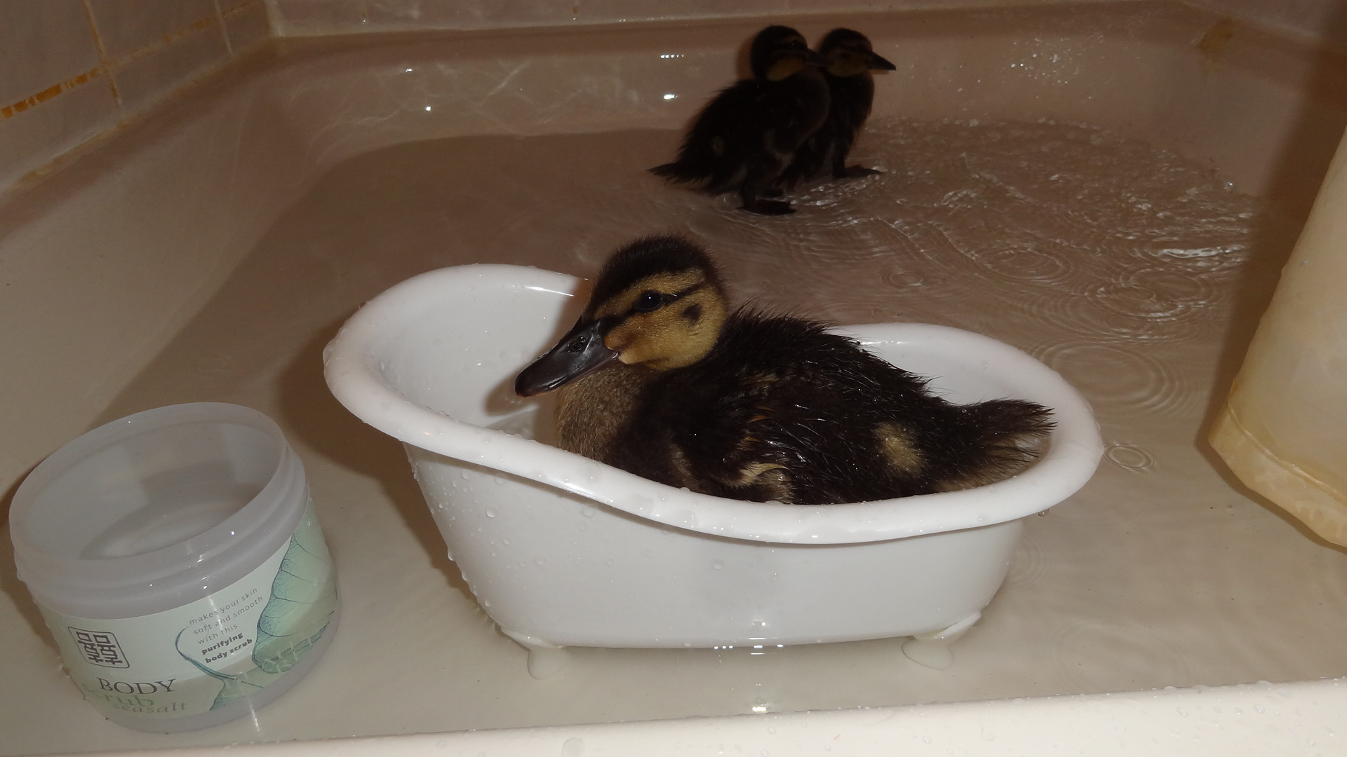 Winnie in the tub
