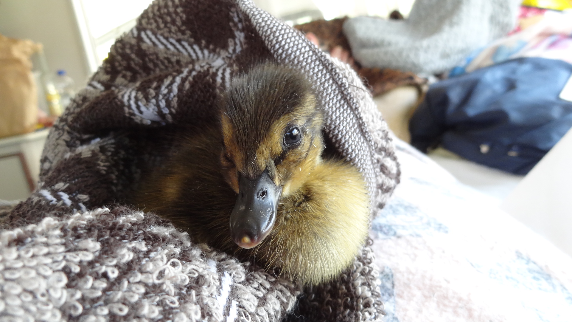 Winnie just born, May 7th 2016