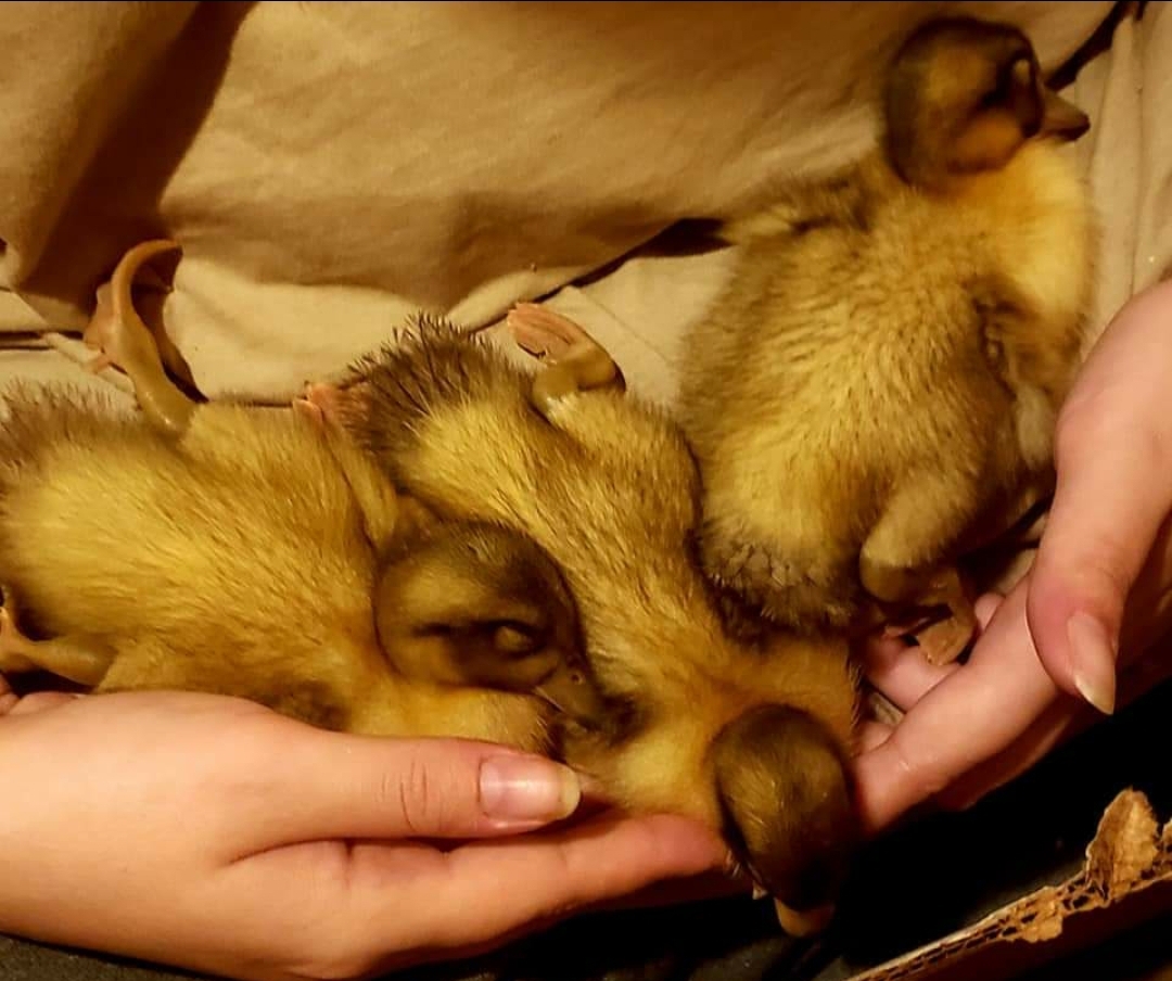 Winnie, Smalls & Bebe