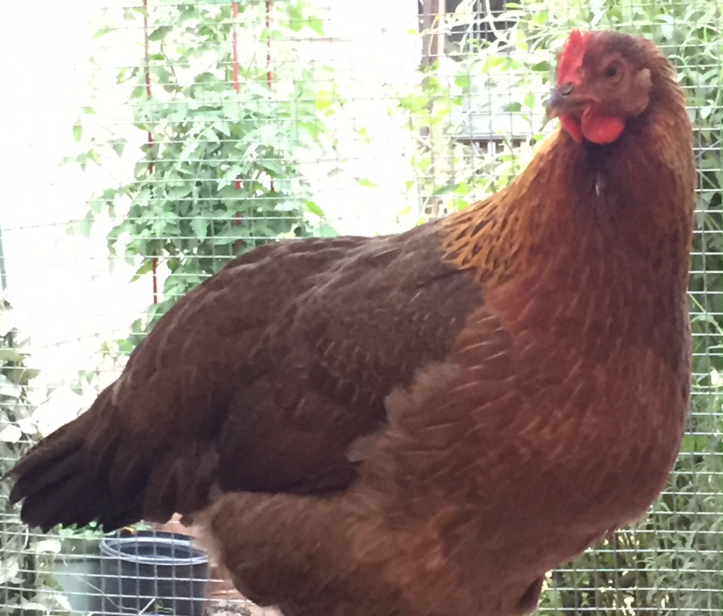 Winnie
Welsummer
November 15, 2016