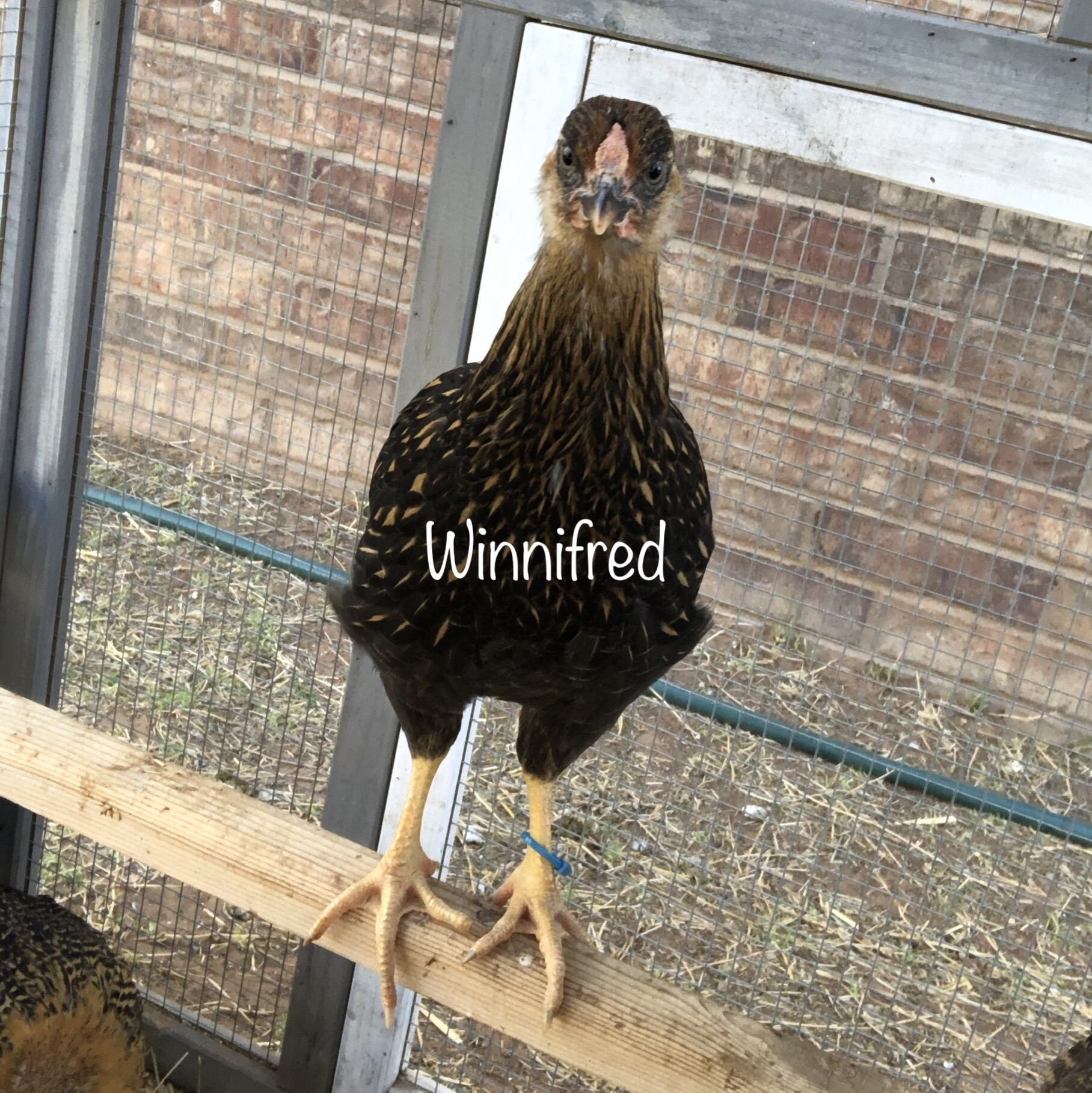 Winnifred