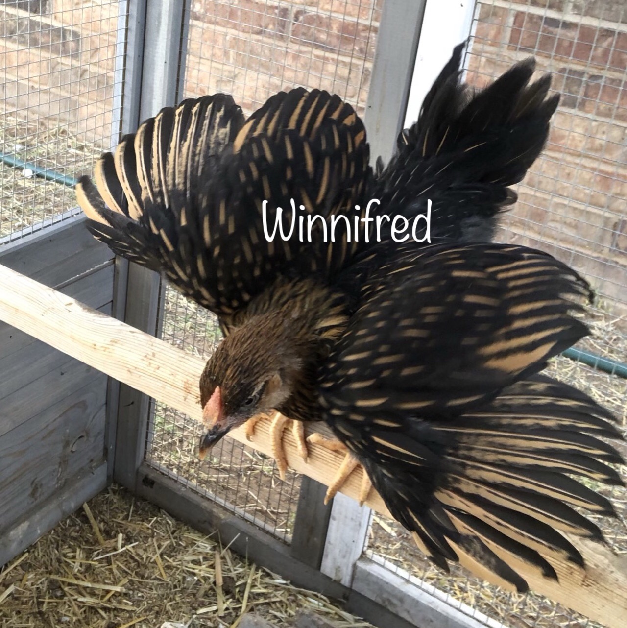 Winnifred
