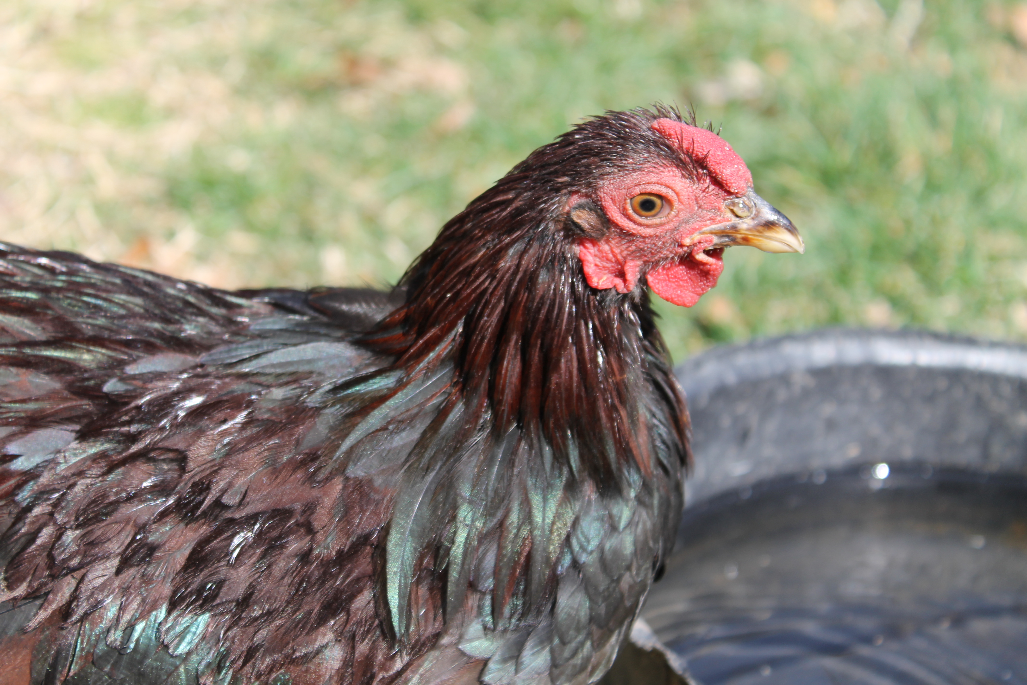 Winston, Partridge Bantam Wyandotte roo