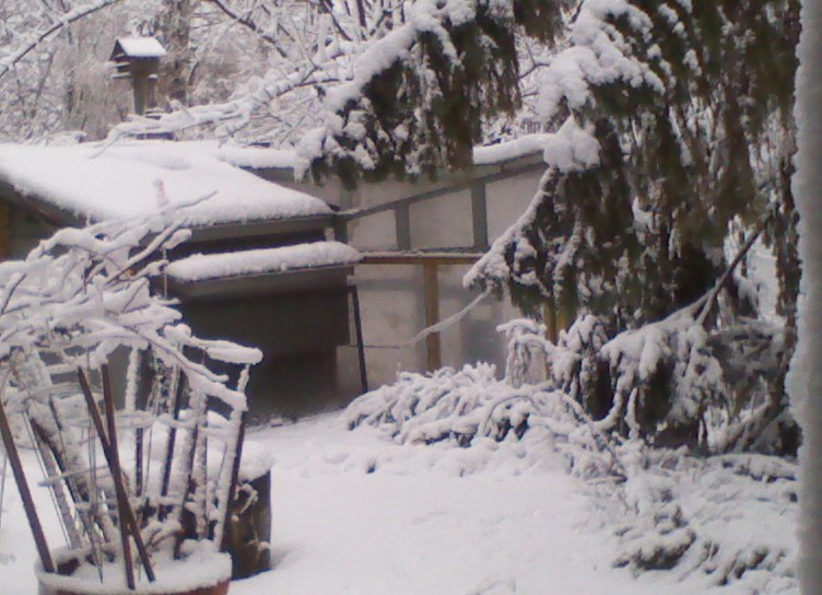 Winter duckie & Chicken enclosure