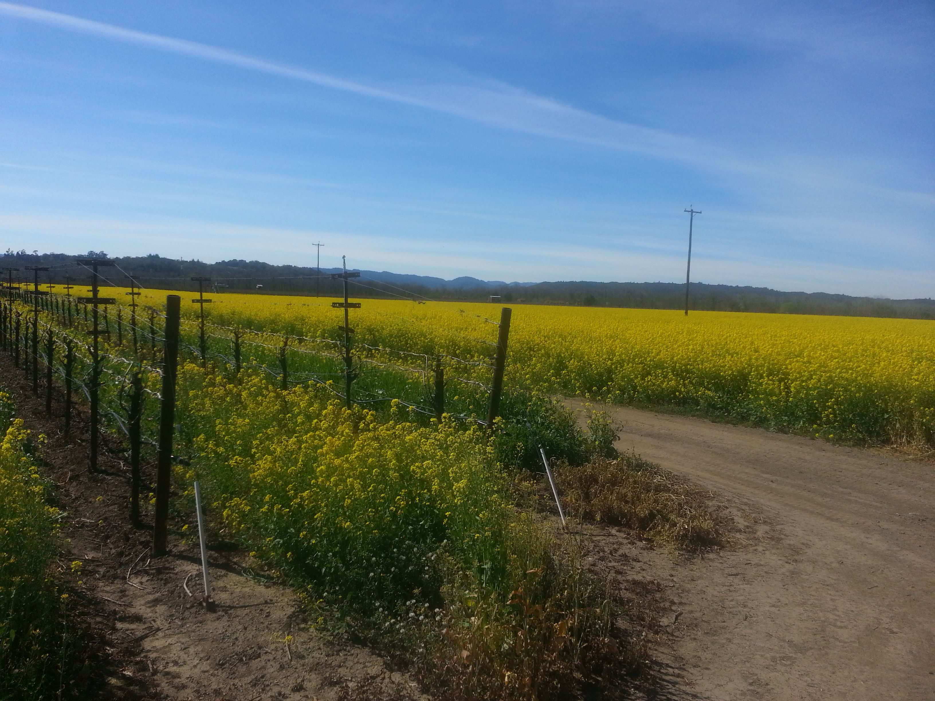 winter mustard between the vines