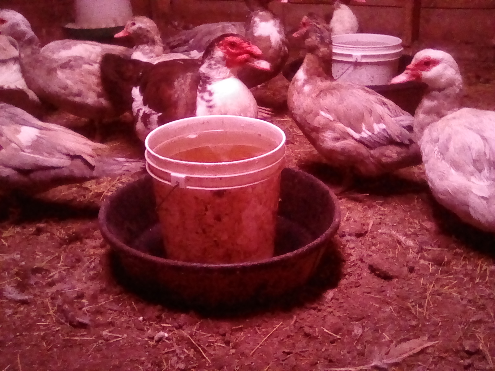 Winter watering system for my ducks