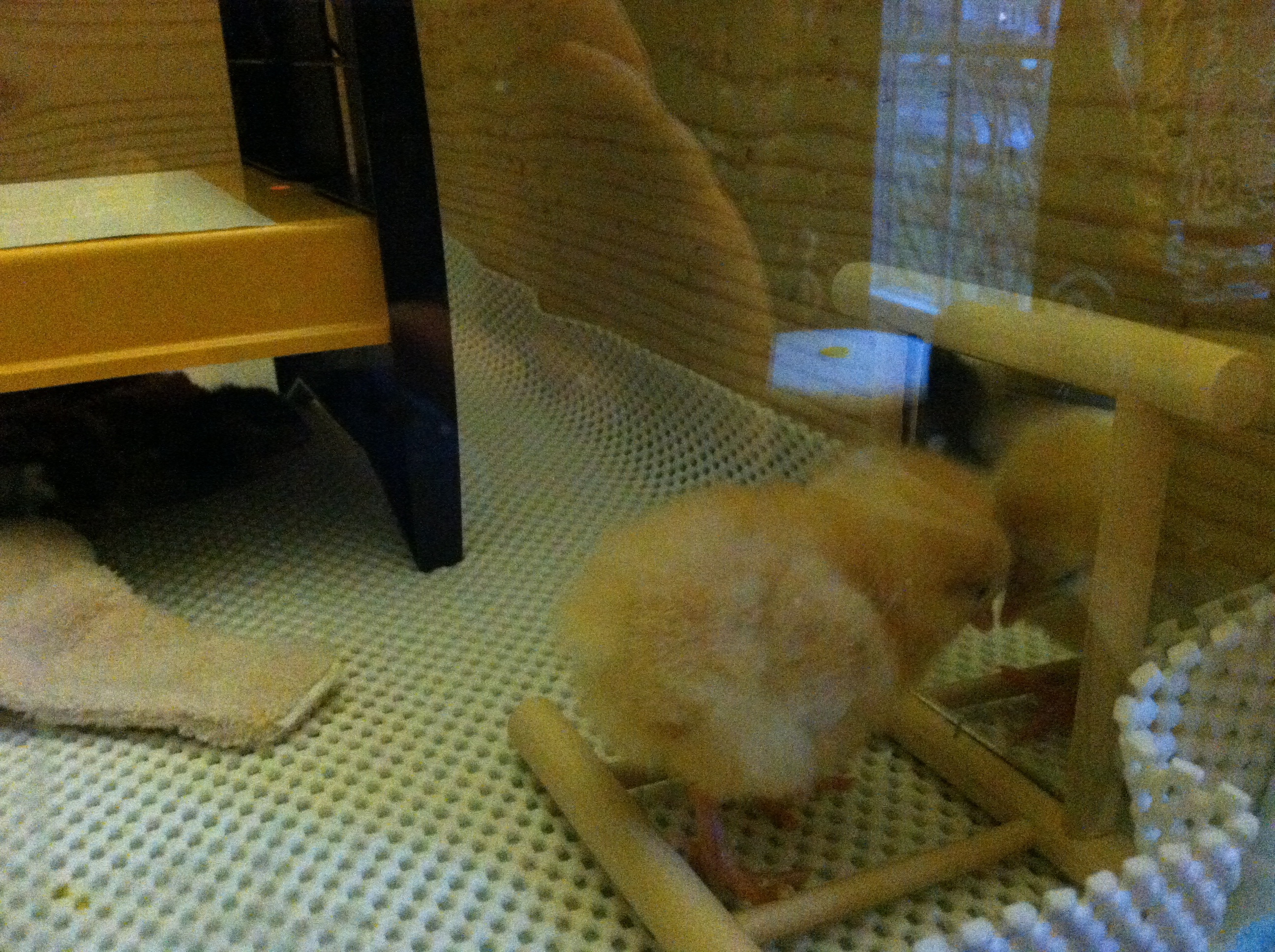 Wish I could meet someone as sweet and fluffy as me
