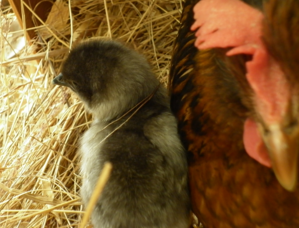 With her broody mum :)