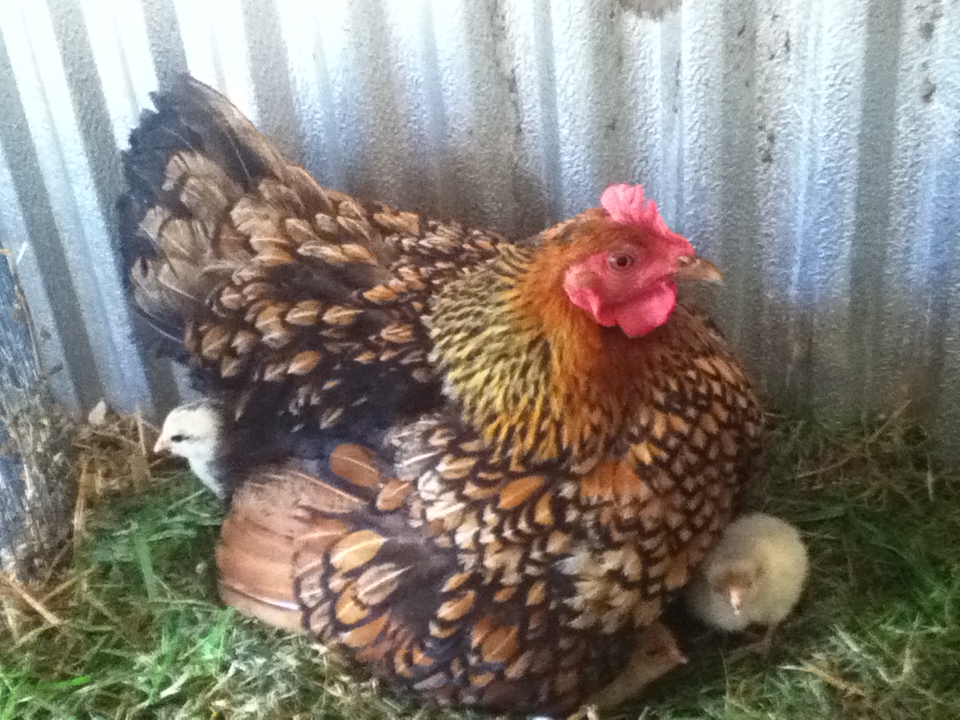 With her first batch of chicks she hatched.  We also gave her some chicks from the hatchery to raise and she adopted them 4 days after her own hatched out!   There are 10 chicks hiding under her fluff!